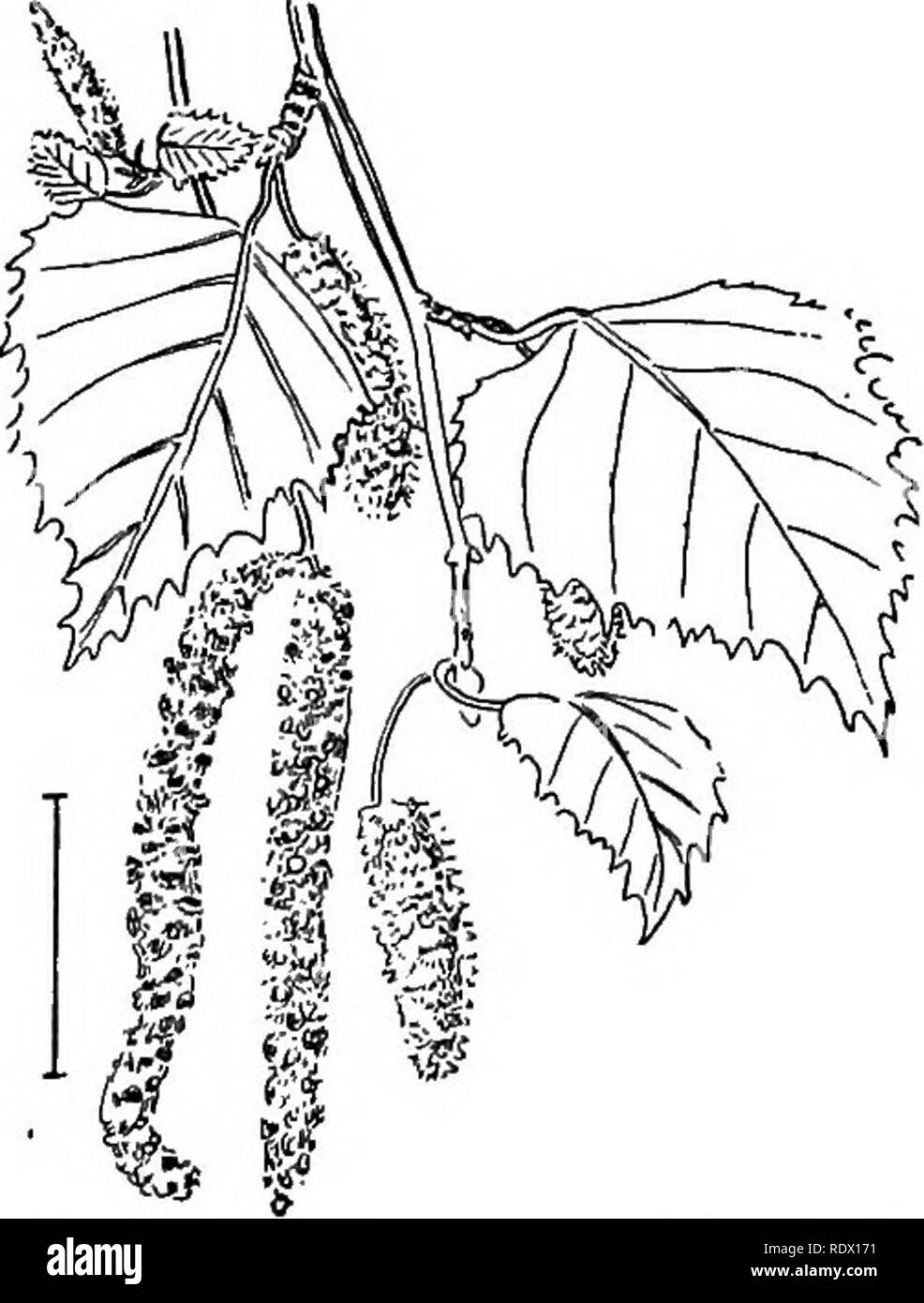 . Arbusti ornamentali degli Stati Uniti (Hardy, coltivati). Arbusti. BETULA 311 Myrka Comptdnia e. Cera Myktle ' ' (548J - Myrica cerlfera, - Sweet Gale (549) - Myrica GMe - Waxbekky o Baybeeky (550) - Myrica carolin^nsis, - e Dolce Felce ' ' (551) - Myrica (Comptonia) asplenifblia, - sono piante profumate' con semplice alternativa foglie, inconspic- uous fiori e ceroso o bur-come secco frutti globulari. Essi sono selvatici arbusti rari nella coltivazione. Il Dolce Felce ' ' riceve il suo nome dal fern-come l'apparenza delle sue foglie ed è utile per coprire, con la sua fitta chioma, rocky sterile e SHA Foto Stock