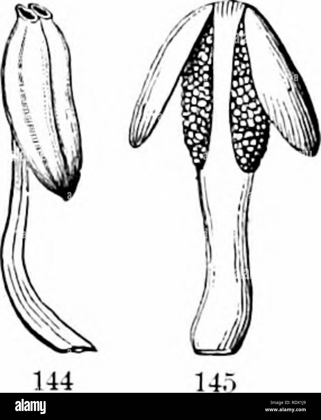. Contorni di botanica per la High School di laboratorio e aula (basato su Grey's lezioni di botanica) preparata su richiesta del Dipartimento di Botanica dell'Università di Harvard. La botanica; Botanica. /- " H 143. a, un stame ; p, pollpn snr: c, connettivo; /", tilameiu ; h, un stame con l'antera tagliare attraverso al momento della maturità". 203. Il polline di organo portante è la stame (Fig. 143) le sue parti sono la levetta, chiamato il filamento, e l'antera, contenente il polline in 2) olio en sacs L. Nel j-oiing condizione del stame quattro longitudi- nal sacche di polline sono trovati. Tutta la massa di tissire Foto Stock