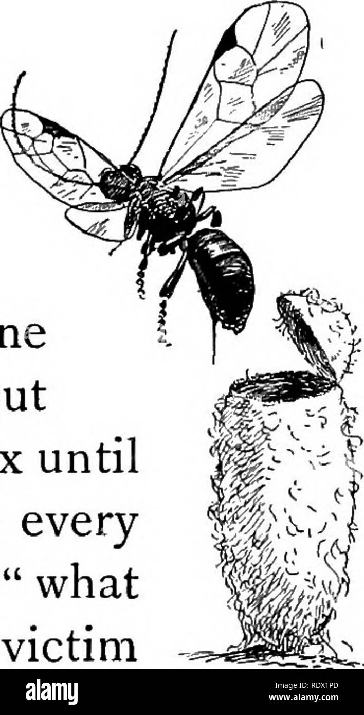 . Eye spy : lontano con la natura tra fiori e animare le cose . Storia naturale; insetti; storia naturale. Che cosa mira a lui?" 245 ered con il suo carico di bozzoli di una quindicina di giorni fa per la mattina, all'apertura della scatola in cui avevo messo lui, un certo numero di minuscoli nero vola volò fuori, e parecchi dei bozzoli di bianco sono stati aperti alla fine, il loro dolce coperchi incernierati gettato indietro. Qui è una cosa sola con il suo nero midge appena creeping; gli altri con la minuscola imp sbirciando attraverso i fini crev- ghiaccio ; altri con il coperchio ancora ermeticamente chiusa, ma con la sua junc- ture di rivelare più distintamente ogni momento Foto Stock