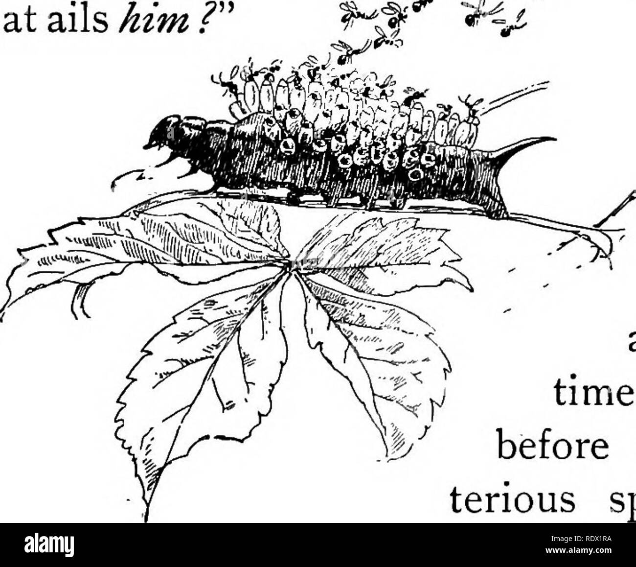 . Eye spy : lontano con la natura tra fiori e animare le cose . Storia naturale; insetti; storia naturale. Â che cosa mira a lui?" 241 come molti prima di lui si sono stupiti nel vedere tutta quella strana mostra tra il Woodbine lascia che era ora che probabilmente ha incontrato i suoi occhi per la prima volta ? In un altro momento in cui egli era in piazza stoop, e ora egli compare in studio porta. Ansiosa impazienza e mancanza di respiro sono state altrettanto manifesto come egli si avvicinò il mio cavalletto e con la sua mano destra ancora fuori- teso verso di me, J^ esclamato " Bene, ^ ^ "^ * - ' che cosa mira lui ?". Â ¢=5,,^ Â"&GT;1&l Foto Stock