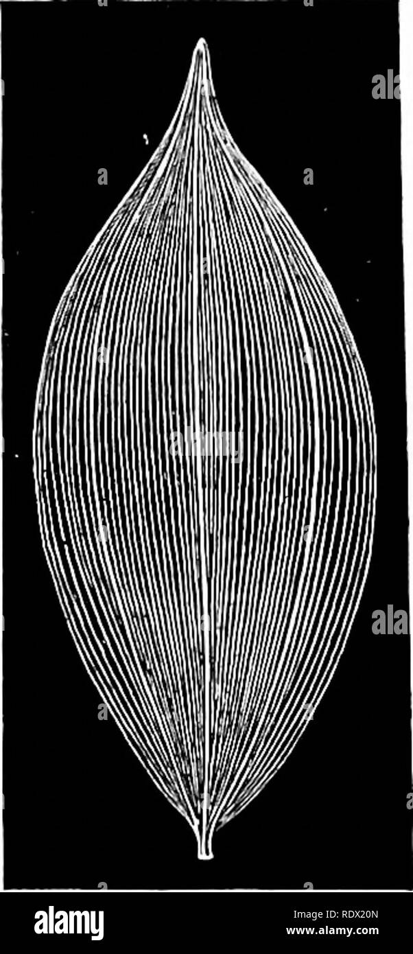 . Contorni di botanica per la High School di laboratorio e aula (basato su Grey's lezioni di botanica) preparata su richiesta del Dipartimento di Botanica dell'Università di Harvard. La botanica; Botanica. 61. Veration reticolato di una foglia AVillow.-Impostazioni- HAUSEN. 02. Parallelamente venatura del giglio della valle di foglia. - Ettinoshaosen. tipo di veiniTig in una foglia con una sola nervatura. Il IIaple, Basswood e piano o P&GT;tittonwood lo mostrano in foglie di diverse nervature. 123. Tn parallelo venata di foglie, l'intero framework consiste di sottili nervature o vene che corrono parallelamente gli uni con gli altri, o quasi, dal b Foto Stock