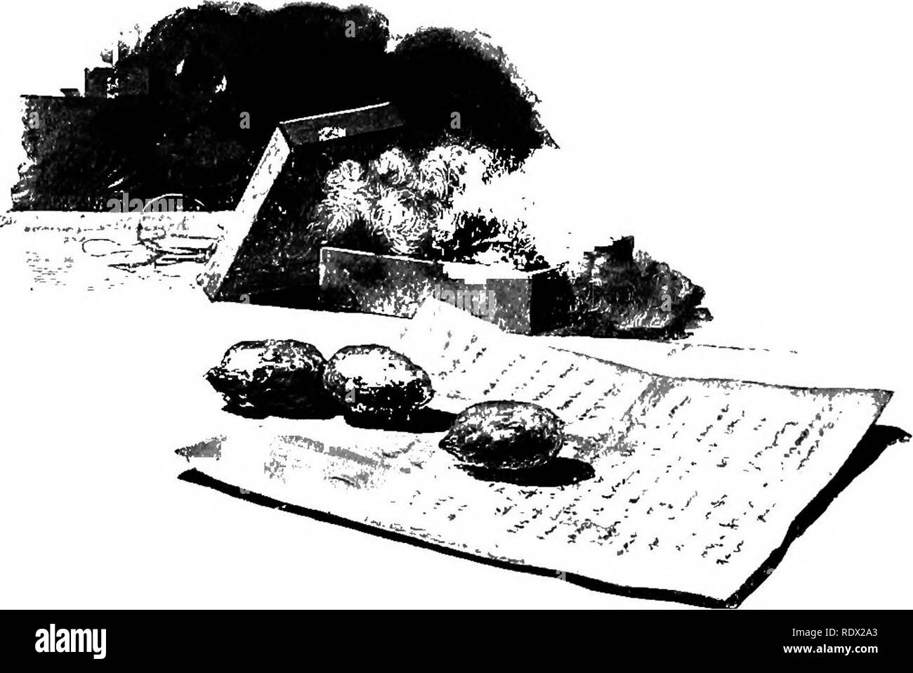 . Eye spy : lontano con la natura tra fiori e animare le cose . Storia naturale; insetti; storia naturale. Alcuni curiosi bozzoli 147 anche se in realtà avente una sostanza più Uke feltro. Sì, potrebbero essere facilmente scambiato per co- coon se vogliamo semplicemente contenti di noi stessi con look- ing a loro. Chi, da un semplice sguardo, poteva immaginare il ma- terials che il piccolo uccello chiamato impiega vireo. nella costruzione del suo peculiare nido? Il lettore ricorderà che abbiamo tirato uno di quei nidi in disparte e cosa strana materiali abbiamo trovato tessuto nel suo tessuto* ma erano appena più surpris- ing a noi può disc Foto Stock