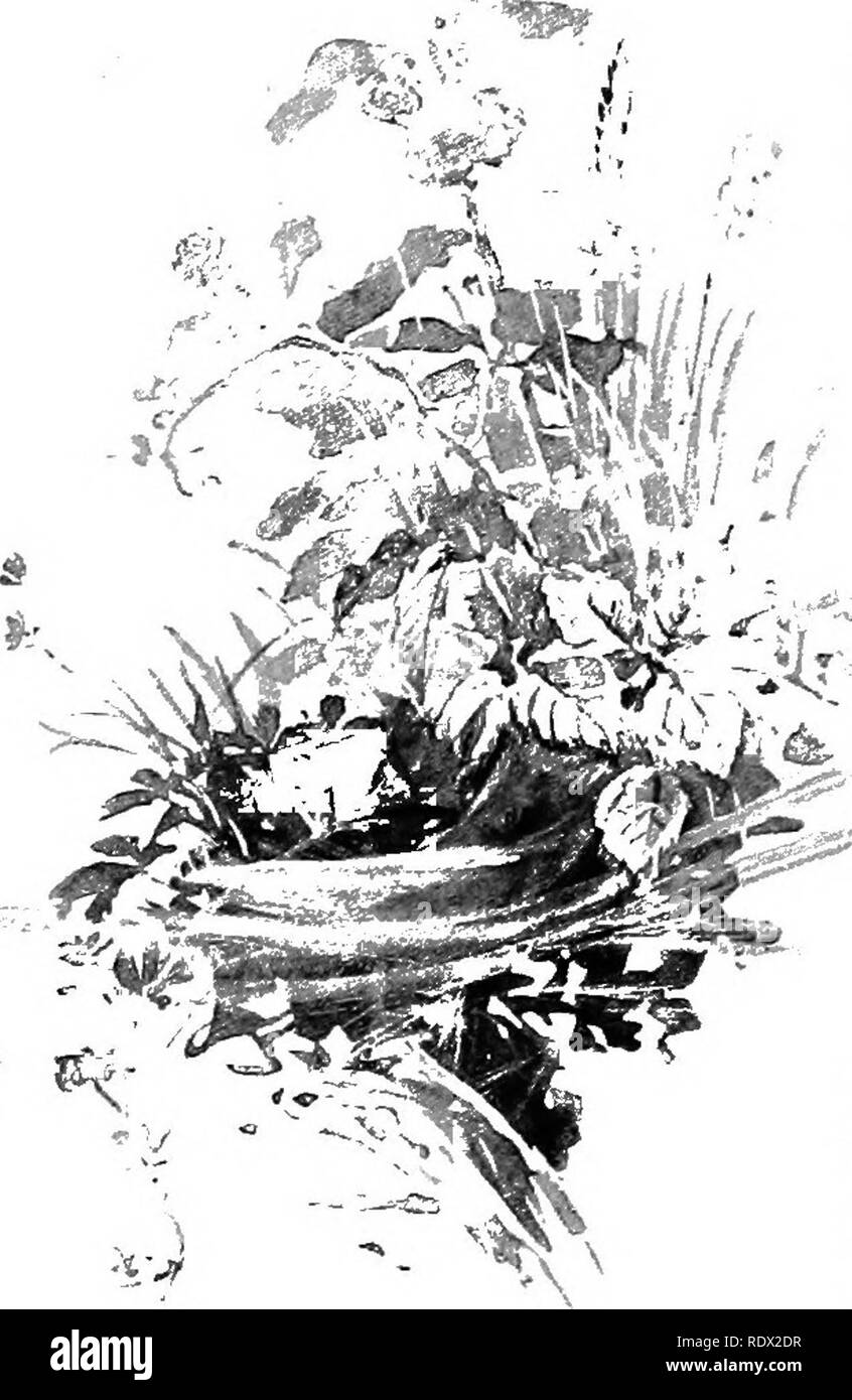 . Eye spy : lontano con la natura tra fiori e animare le cose . Storia naturale; insetti; storia naturale. ii6 EYE SPY "^M-k quasi ogni autunno luminoso o tarda estate del giorno è certo per premiare la nostra ricerca-effettivamente; una ricerca difficilmente sarà necessario. L'intero prati sono spesso drappeggiati in scintillanti di maglie. Essi festone l'erba suggerimenti e wave loro silken streamers da ogni mullein o altri alti infestante. I nostri abiti sono ben presto di fronte a un nuovo ordito e trama di sabbia scintillante di seta e un occasionale tick- ling tradisce il flottante massa soffice che ha en- pettinate le mani o il viso. Il glis- te Foto Stock