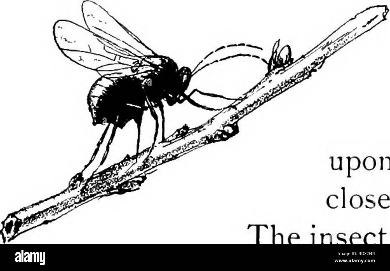 . Eye spy : lontano con la natura tra fiori e animare le cose . Storia naturale; insetti; storia naturale. 36 eye SPY a poggiare su uno di essi, è dubbio che ci sarebbero in grado di riconoscere lui, così diverso è il pretesto di queste fatine reale da quelli inventati creature di libri. Una volta, quando un ragazzino, ho catturato uno dei PIM poco al lavoro e ha guardato per diversi minuti senza sognare che mi erano state guardando una vera Fata per tutto questo tempo. Che cosa ho fatto vedere ? Ero seduto in una radura, parzialmente all'ombra di un germoglio in crescita di quercia che scaturivano dal tronco di un albero abbattuto. Mentre Foto Stock