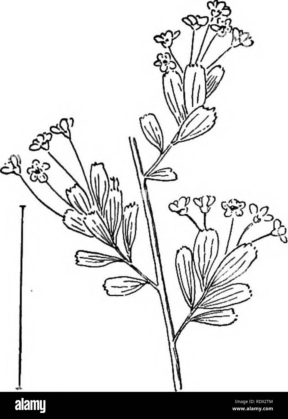 . Arbusti ornamentali degli Stati Uniti (Hardy, coltivati). Arbusti. Fig. 208. -Ibrido ghirlanda di neve. Fig. 209. - Hypericum-lasciava Spirea. hanno fiori bianchi e prunifolia è la specie più comuni con fiori doppi. Le specie più comuni blooming a partire dalla fine di giugno fino a frost sono il rosa Bum^lda e il crimson Bumalda Anthony Wterer. [Vedere^s ; divisioni ; ventose.]. Si prega di notare che queste immagini vengono estratte dalla pagina sottoposta a scansione di immagini che possono essere state migliorate digitalmente per la leggibilità - Colorazione e aspetto di queste illustrazioni potrebbero non perfettamente assomigliano al lavoro originale. Apgar, A. Foto Stock