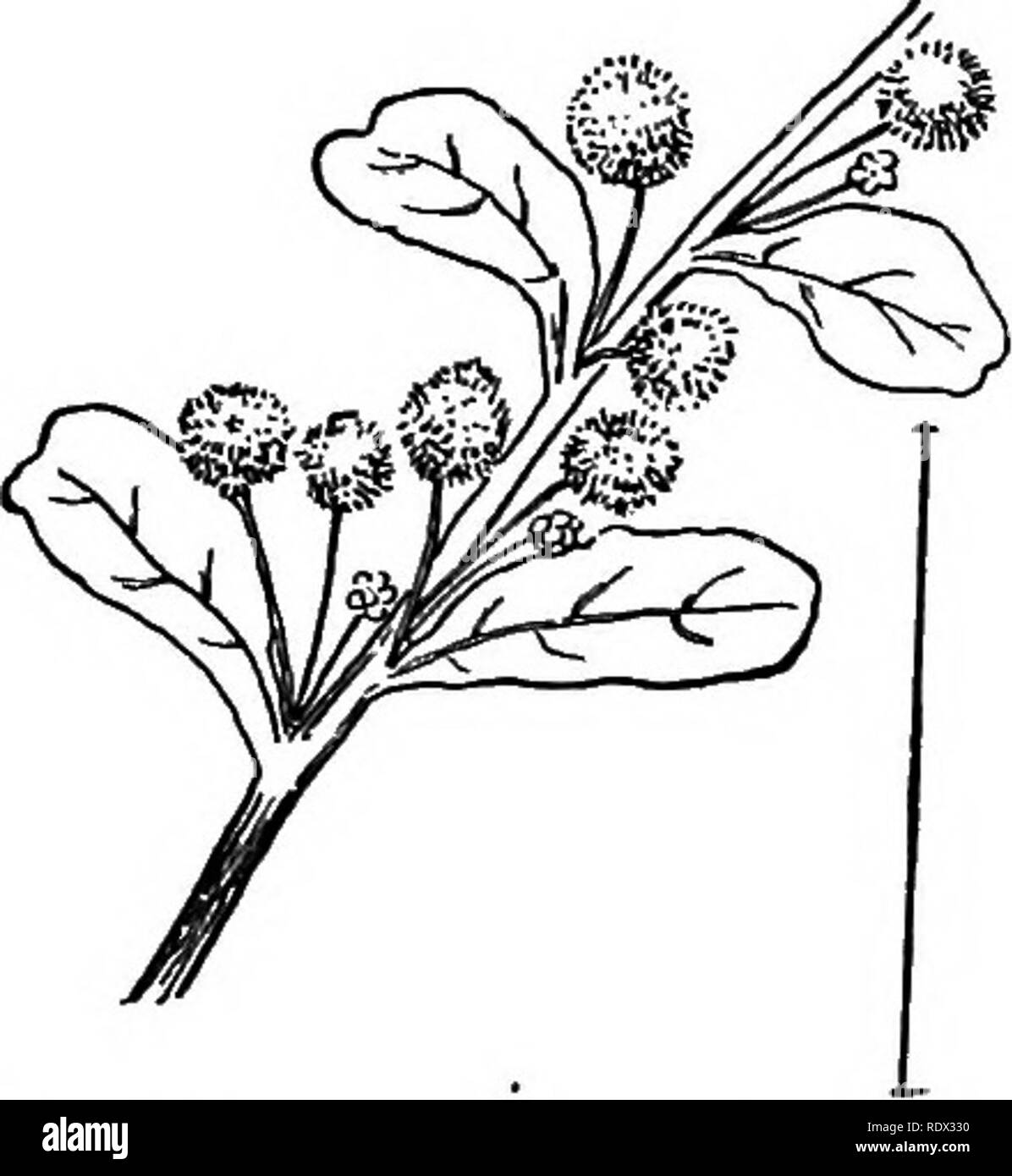. Arbusti ornamentali degli Stati Uniti (Hardy, coltivati). Arbusti. Fig. 174. -Piccolo- lasciava in Acacia. Fig. 175. - Blunt-lasciava in Acacia.. Si prega di notare che queste immagini vengono estratte dalla pagina sottoposta a scansione di immagini che possono essere state migliorate digitalmente per la leggibilità - Colorazione e aspetto di queste illustrazioni potrebbero non perfettamente assomigliano al lavoro originale. Apgar, A. C. (Austin Craig), 1838-1908; Draycott, Ada (Apgar). New York, Cincinnati [etc] American Book Company Foto Stock