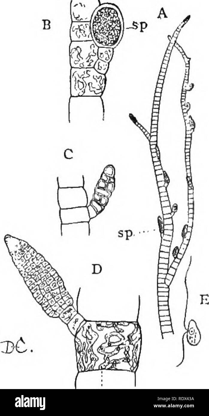 . Lezioni sulla evoluzione delle piante. La botanica; piante. ALG^ 67 con gli altri Algse. Tra di essi vi sono di gran lunga la più grande delle alghe, e sono oggetti familiari del mare - Riva. Ad eccezione di un paio di forme come il golfo-erbaccia (Sargassum), che sembra essere davvero un impianto galleggiante, essi sono di solito fissata saldamente a rocce e altri oggetti per mezzo di altamente sviluppato root-come o- gans o holdfasts. Essi possono crescere in cui essi sono completamente sommersi, ma molti di essi si verificano tra marea-maiks in modo che essi siano parzialmente o com- pletamente esposta con la bassa marea. Una caratteristica comune di molte di esse Foto Stock