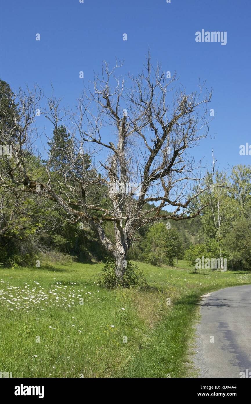 Arbre mort Dordogne. Foto Stock