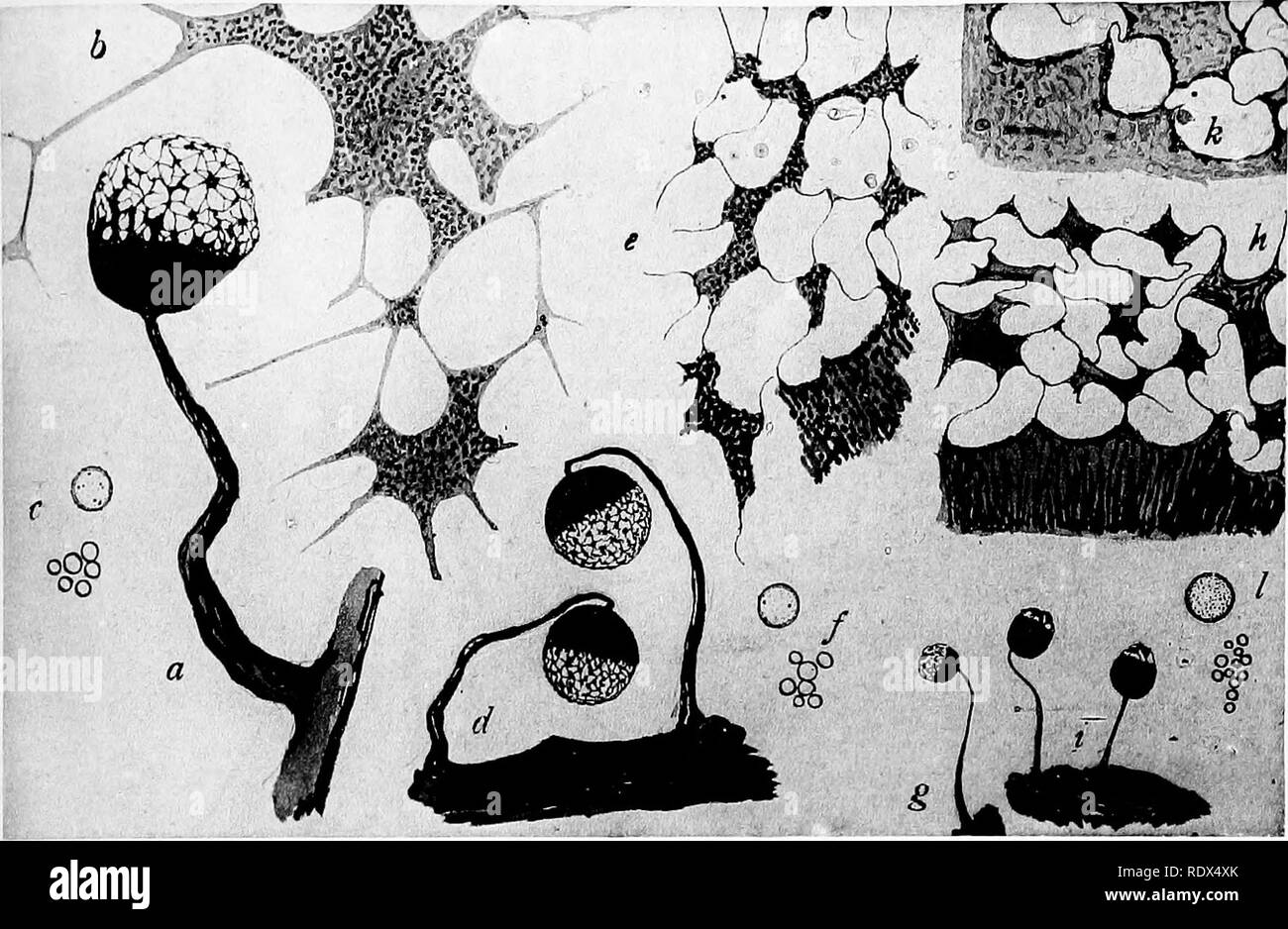 . Una monografia della Mycetozoa, essendo un catalogo descrittivo della specie nell'erbario del British Museum. Illustrato con settantotto piastre e cinquantuno xilografie. Myxomycetes. PL LVI.. a-c CRIBRARIA PURPUREA Schrad d-f CRIBRARIA ELEGANS Berk. &Amp; Curt g-l CRIBRARIA VIOLACEA Rex. Si prega di notare che queste immagini vengono estratte dalla pagina sottoposta a scansione di immagini che possono essere state migliorate digitalmente per la leggibilità - Colorazione e aspetto di queste illustrazioni potrebbero non perfettamente assomigliano al lavoro originale. British Museum (storia naturale). Dipartimento di Botanica; Lister, Arthur, 1830-1908. Lon Foto Stock