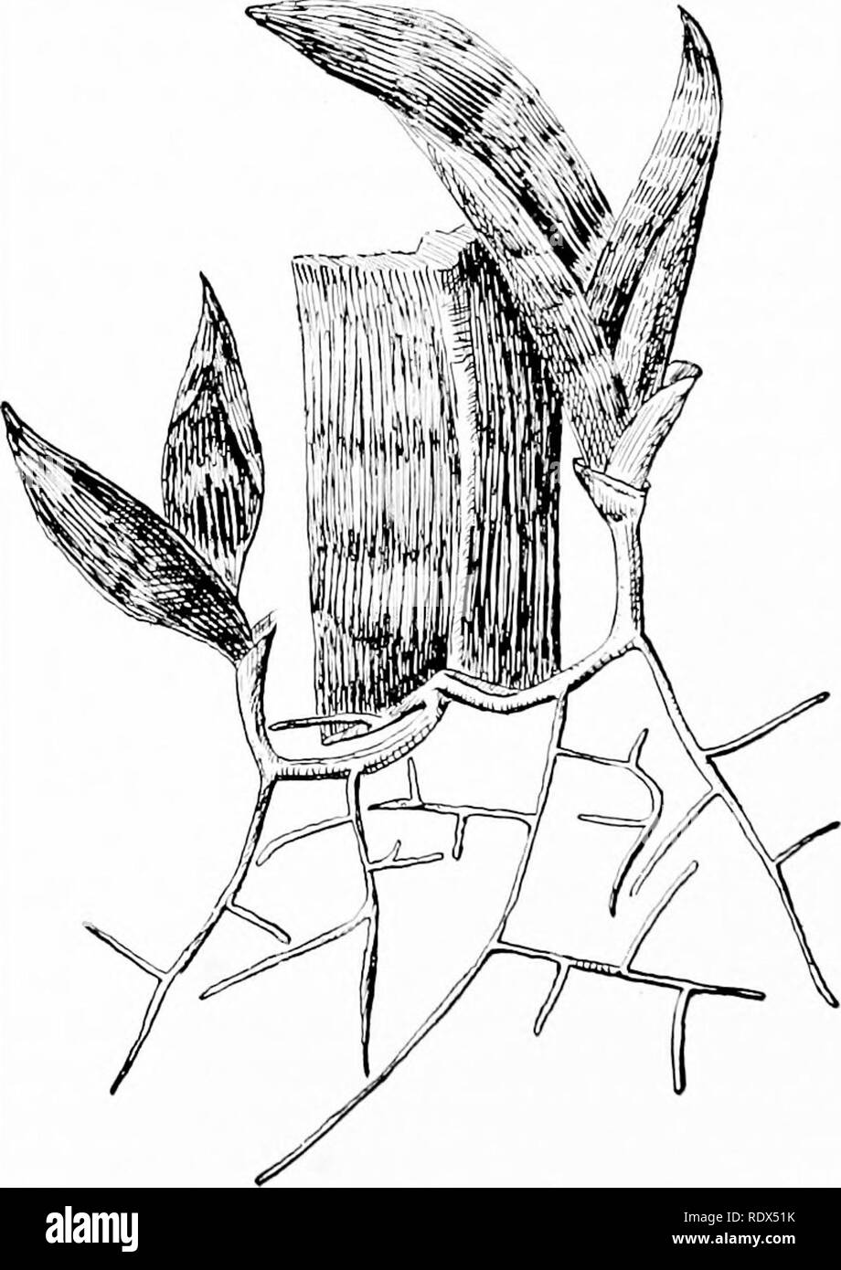 . Impianto di cultura; un manuale di lavoro di ogni giorno in pratica per tutti coloro che la crescita e la fioritura delle piante ornamentali in giardino e serra. Il giardinaggio; Serre. rS2 IMPIANTO RUSSELIA CULTURA. Russelia juncea è un vecchio impianto ma troppo di rado visto; è probabilmente il più utile di tutti i nostri cesto o vaso piante. Invia lungo rami di inarcamento della rush-crescite simili con fiori di un intenso rosso scarlatto. Piantate singolarmente in vasi ci sono poche cose a parità di esso in apparenza. R. Lemoinei e R. elegantissima sono entrambe in buone condizioni. I fiori sono più piccoli di quelli di R. juncea, ma più di essi sono prodotti. T Foto Stock