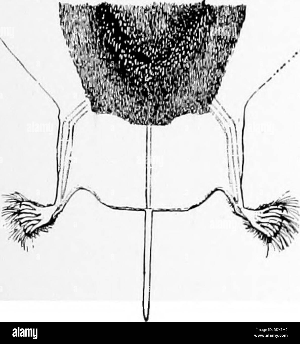 . [Raccolte ristampe, 1912-1919. Mammiferi; mammiferi e uccelli. Big-eared Bat.. Famiglia MOLOSSID.E. Nyctinomus depressus (Ward), * Free-tailed Bat. Non è improbabile che lottatori appartenenti a questa specie può verificarsi in Illinois; un campione è stato trovato morto nella Central Park, Cedar Rapids, Iowa, nell'autunno del 1910, che era stato assicurato dalla dott.ssa B. H. Bailey che gentilmente mi ha inviato a me per l'esame. Essa può essere prontamente dis- tinguished da altri del nostro pipistrelli dal carattere della coda, la libera por- zione del quale si estende circa un pollice al di là della membrana interfemoral. Altri personaggi che vi aiuti nella sua Foto Stock