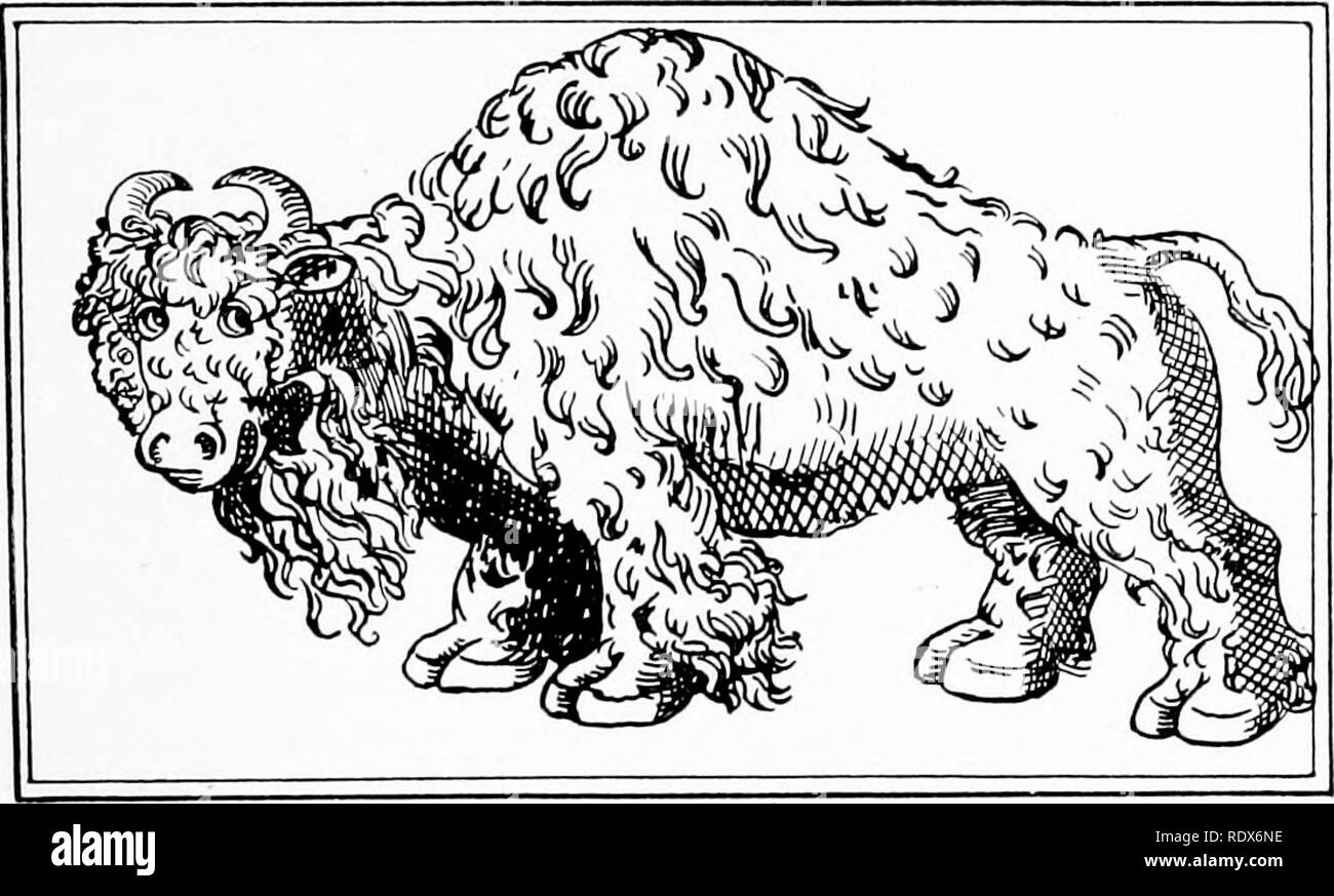 . [Raccolte ristampe, 1912-1919. Mammiferi; mammiferi e uccelli. Febbraio, 1912. Mammiferi di Illinois e Wisconsin - Cory. 91 Ora da calpestio in poderose colonne o il deposito in lunghe linee mattino- ing, a mezzogiorno e alla sera a bere al ri'er - trampolieri, tuffi, sbuffare e nell'acqua; salendo le rive fangose e fissando con occhi selvatici al passaggio canoe".* Altri missionari gesuiti, compresi Marest, Gravier, Charlevoix e Hennepin hanno scritto riguardante l'abbondanza di Buffalo osservati da loro durante i loro viaggi in Illinois, f Charlevoix (172,1) durante la traversata da San Giuseppe a Fiume Foto Stock