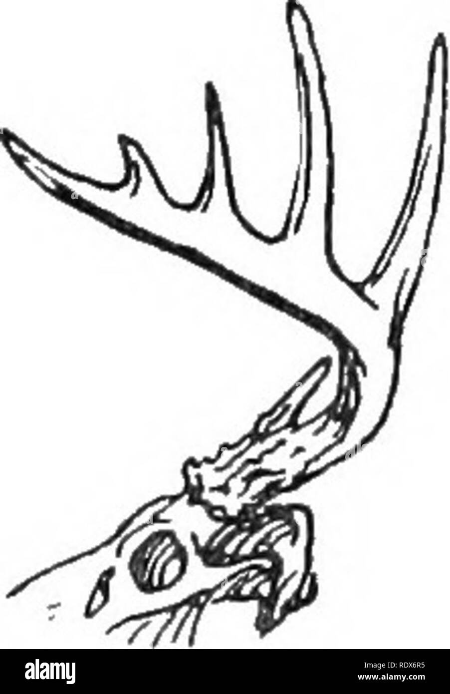 . [Raccolte ristampe, 1912-1919. Mammiferi; mammiferi e uccelli. Alce americano. Virginia cervi. Nella prima parte del secolo scorso elk o Wapiti* erano comuni come estremo oriente come Virginia e New York, ma il marzo di civiltà li cacciarono ulteriori e più a ovest con costantemente diminuendo i numeri. Audubon afferma che ci sono ancora un paio di sinistra nelle montagne del nord ovest della Pennsylvania come ritardo come 1835, ed erano noti per esistere in Virginia occidentale nel 1847. Questi sono scomparsi in New York anche ad una data precedente, il record più recente essendo dato dal dottor De Kay, chi * Barton membri che Wapiti è il Foto Stock