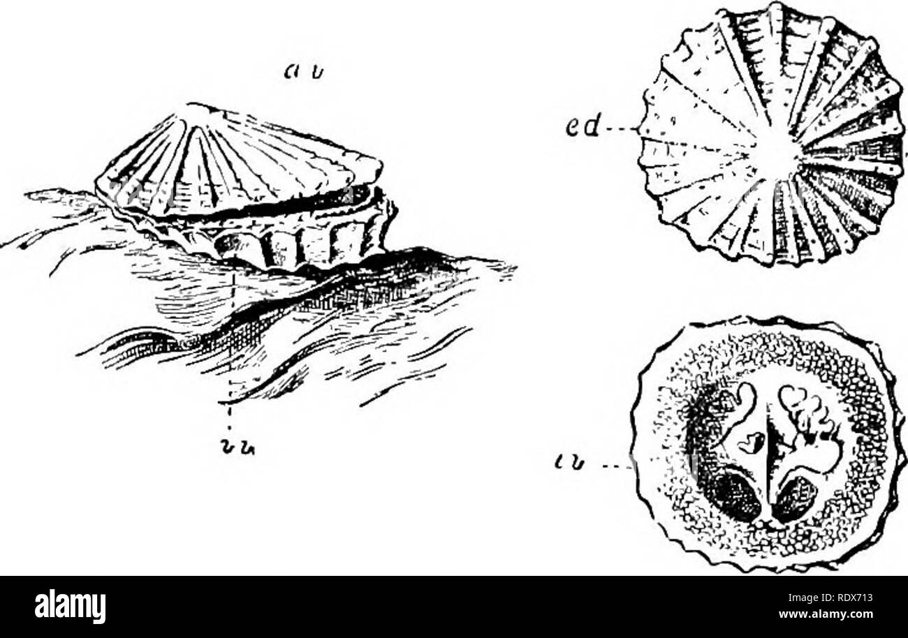 . Storia naturale. Zoologia. SUB-REGNO IV.-BRACHIOPODA. Gusci di lampada, ecc. Da F. a. Bathek, M.A., F.G.S., ecc. Il Biaohiopoda sono marine auimals che, come alcuni molluschi, formare ex- interna gusci ; ma essi differiscono dai molluschi in molti punti. Il guscio è composto da due valvole che si trovano sulla parte posteriore e anteriore dell'animale, non sui suoi lati come nei molluschi bivalvi. Ogni valvola è symmetri- cal in sé, che è molto raramente il caso in mol- lusca ; ma una valvola è quasi sempre più grande dell'altra. Da questa valvola più grande l'animale adulto è di solito a- tached di sassi o altri oggetti, eith Foto Stock