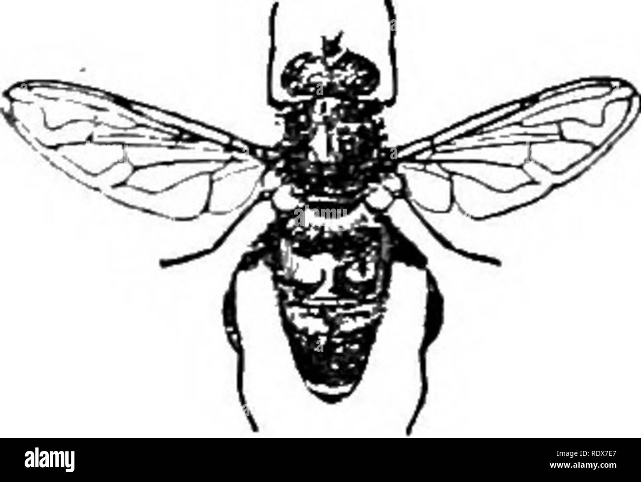 . Storia naturale. Zoologia. Fig. 100,-Asilus crabroniformis. Nat. dimensioni. ultimo caso tuttavia si ia possibile che si nutrono di altri insetti che vivono nel legno e non sul legno stesso. Le specie della famiglia Empida molto ri- semble la Asilidm nelle abitudini, ma sono più piccoli e frequenti boschi piuttosto che aprire luoghi. Essi dovranno comunque, feed su vegetali nonché di sostanze di origine animale e le loro larve; vivere in massa allentato. Il Bomhyliii^cE o bee-come mosche sono un altro interessante famiglia. Sono di medie dimensioni mosche pelose, molto somigliante a api, ma con un lungo rettilineo proboscide, con Foto Stock