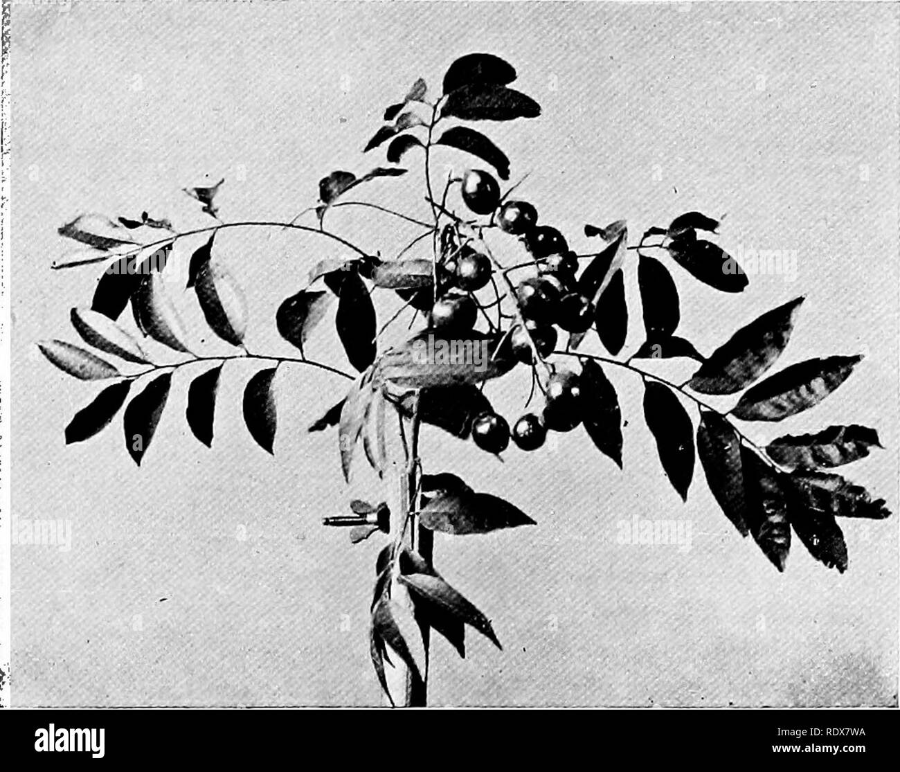 . La flora dell'Algeria. La botanica. Sapindus NO - Sapindaceas Saponaire Savonnier ou . Saponaria o sapone Berry- Albero di origine giapponese. La struttura ad albero femmina porta un grande dado che racchiude un kernel di grassi utilizzati al posto del sapone per scopi di pulizia.. Maschio di saponaria. Si prega di notare che queste immagini vengono estratte dalla pagina sottoposta a scansione di immagini che possono essere state migliorate digitalmente per la leggibilità - Colorazione e aspetto di queste illustrazioni potrebbero non perfettamente assomigliano al lavoro originale. Gubb, Alfred S. (Alfred Samuel), 1857-. Alger, Imprimerie Alge?rienne; Londra, Ballie?re, Tindall &AMP; Cox Foto Stock