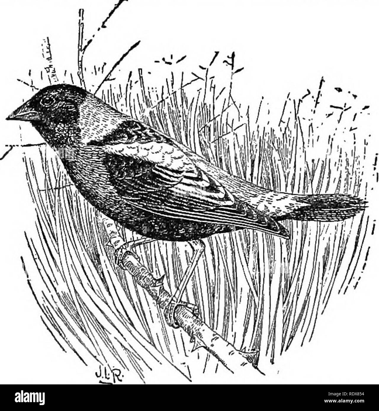 . [Raccolte ristampe, 1895-1916. Gli uccelli. In comune alcuni uccelli utili per l'agricoltore. 17. Orchard. È evidente che laddove moderatamente abbondante, il rosso-ala non più del bene che del male, ma in sezioni in cui esso diventa eccessivamente abbondanti una riduzione dei suoi numeri è giustificabile. BOBOLINK, Il bobolink, ricebird o reedbird** (fig. 15) è un comune di residenza estiva degli Stati Uniti, a nord della latitudine di circa 40°, e dalla Nuova Inghilterra west- ward al Great Plains, svernante al di là della nostra frontiera meridionale. In Nuova Inghilterra vi sono alcuni uccelli di cui tanto romanticismo cluster come questo brano rollicking Foto Stock