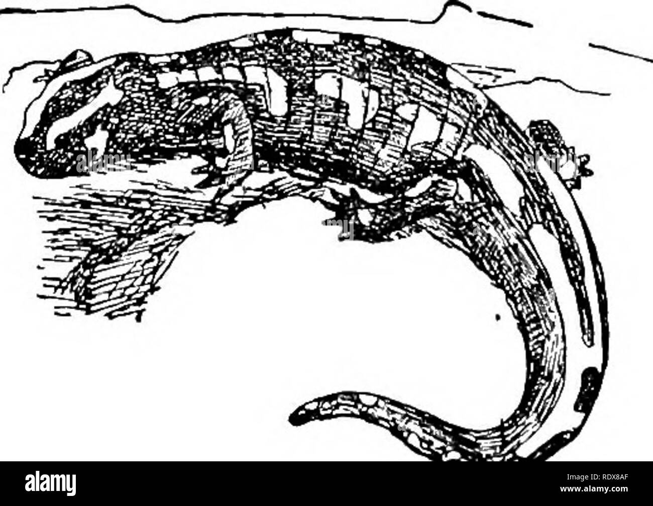 . Storia naturale. Zoologia. 446 AMPHIBIA-ORDINE II.-CAUDATA: tre specie del tutto. Di questi, uno è un axolotl dal Siam, appartenente al genere americano Amhlystuma, mentre le altre due costituiscono il genere Tylotritoii, uno che popolano il Liu Kiu le isole e gli altri la parte orientale dell'Himalaya e Yunnan. Tutte le croci gli anfibi sono creature notturne, la grande maggioranza dei quali passano una parte del loro tempo in acqua, mentre altri sono permanentemente acquatiche. Come sviluppare i polmoni e perdere le loro branchie sono destinati a salire periodicamente alla superficie dell'acqua per respirare. Il loro Foto Stock