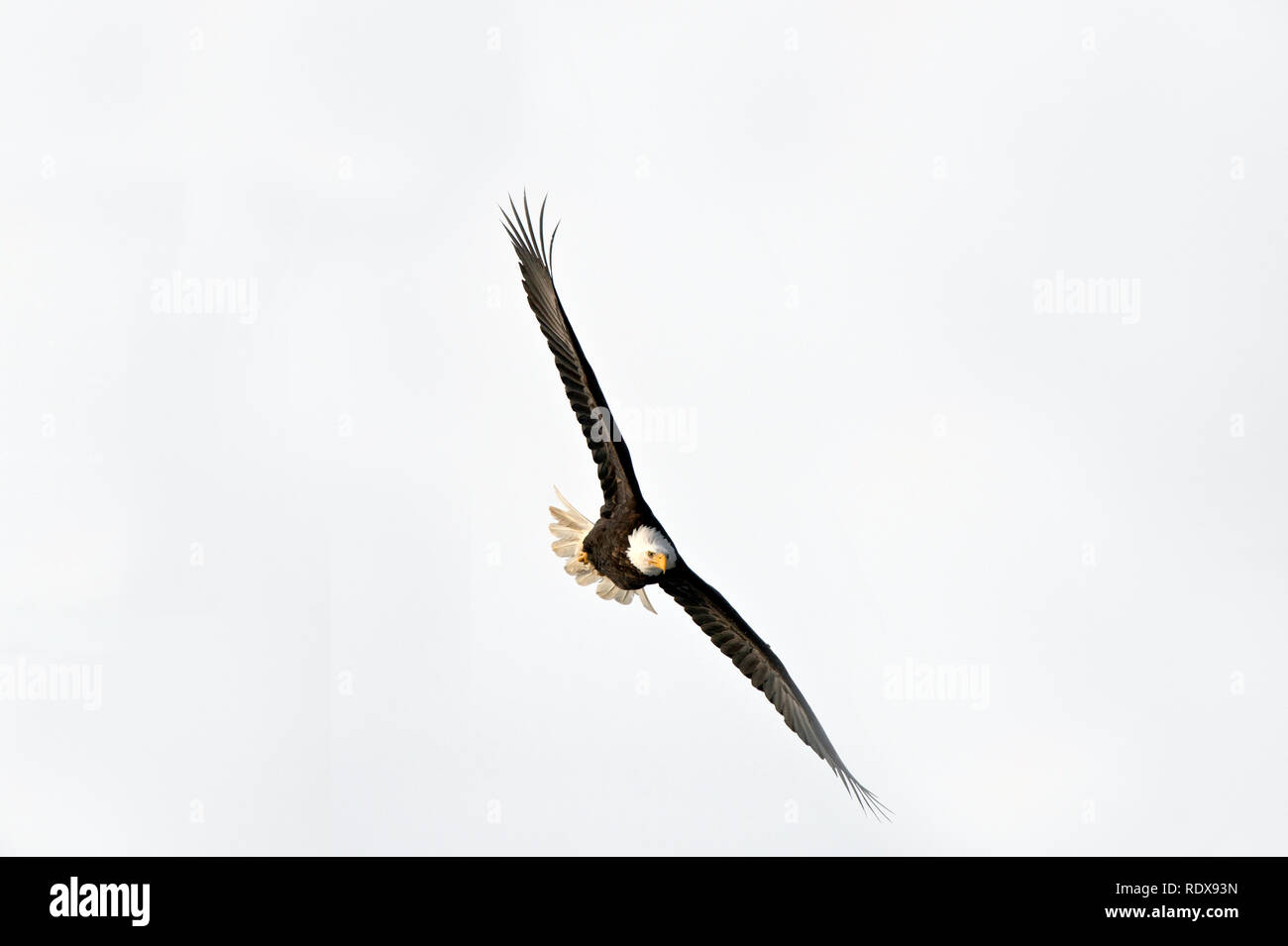 Aquila calva soaring sopra l Alaska Chilkat aquila calva preservare vicino Haines Alaska Foto Stock