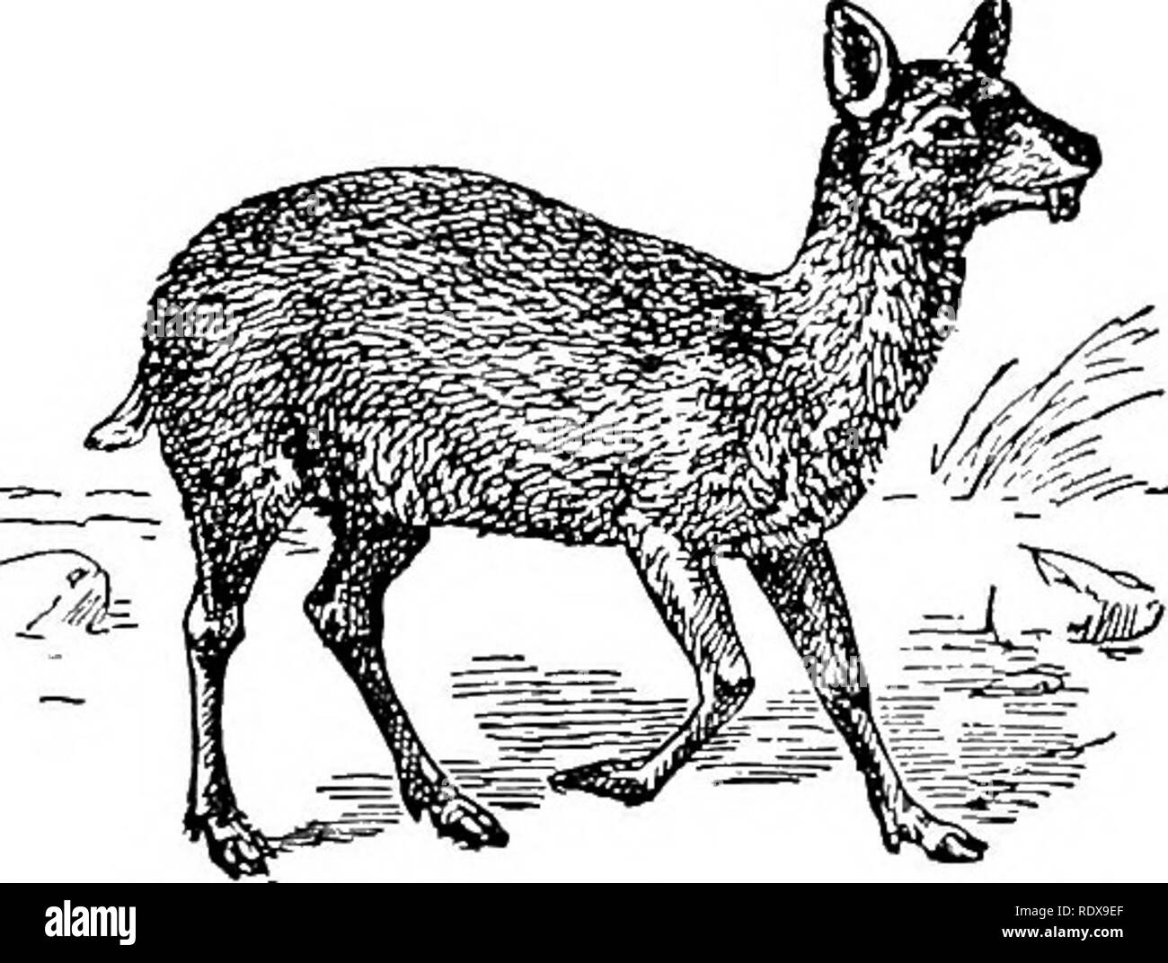 . Storia naturale. Zoologia. I mammiferi ungulati. 141 formata e successivamente passo ma può essere accennato che la formazione annuale di tale enorme quantità di ossa come è contenuta nei palchi del wapiti, per esempio, è uno dei più straordinari fenomeni ad essere incontrato in tutto il regno animale. Per quanto riguarda la loro distribuzione, è notevole che cervi sono totalmente assenti dall'Africa a sud del Sahara, come sono dal Madagascar. Sebbene il più nord di cervi che popolano il mondo nuovo sono o genericamente o specificamente identici con il vecchio mondo forme, la maggior parte dei Foto Stock