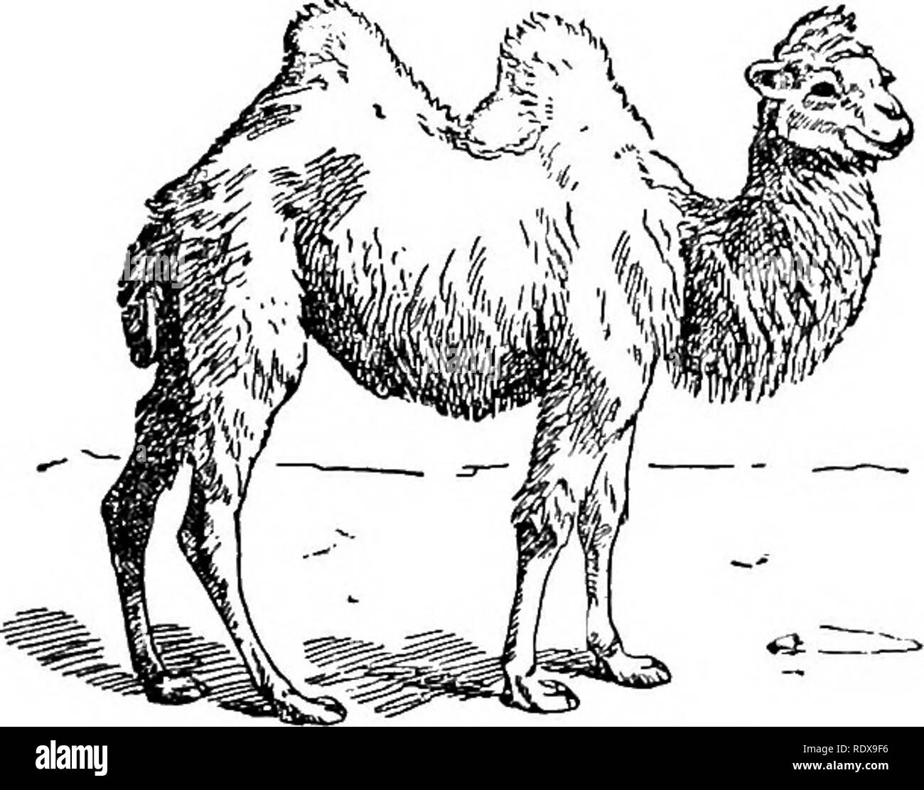 . Storia naturale. Zoologia. Fig. 74.-Il cammello arabo. specialmente su. strade inclinate, essi sono quasi del tutto inutile. Il cammello Bactrian, che senza dubbio è un nativo di Asia, si adatti molto meglio di traslazione per alte montagne e perdurante freddo rispetto alla specie Arabica. Per quanto riguarda i due- humped cammelli del quartiere di Yarkand, è stato per lungo tempo un punto controverso - se questi sono davvero selvaggia, o se essi sono i discendenti di una originariamente gara addomesticati. Qualcosa verso la cancellazione fino a questa domanda è stata fatta da grandi O. S. Cumberland, chi ha avuto la fortuna di girare uno di questi Foto Stock