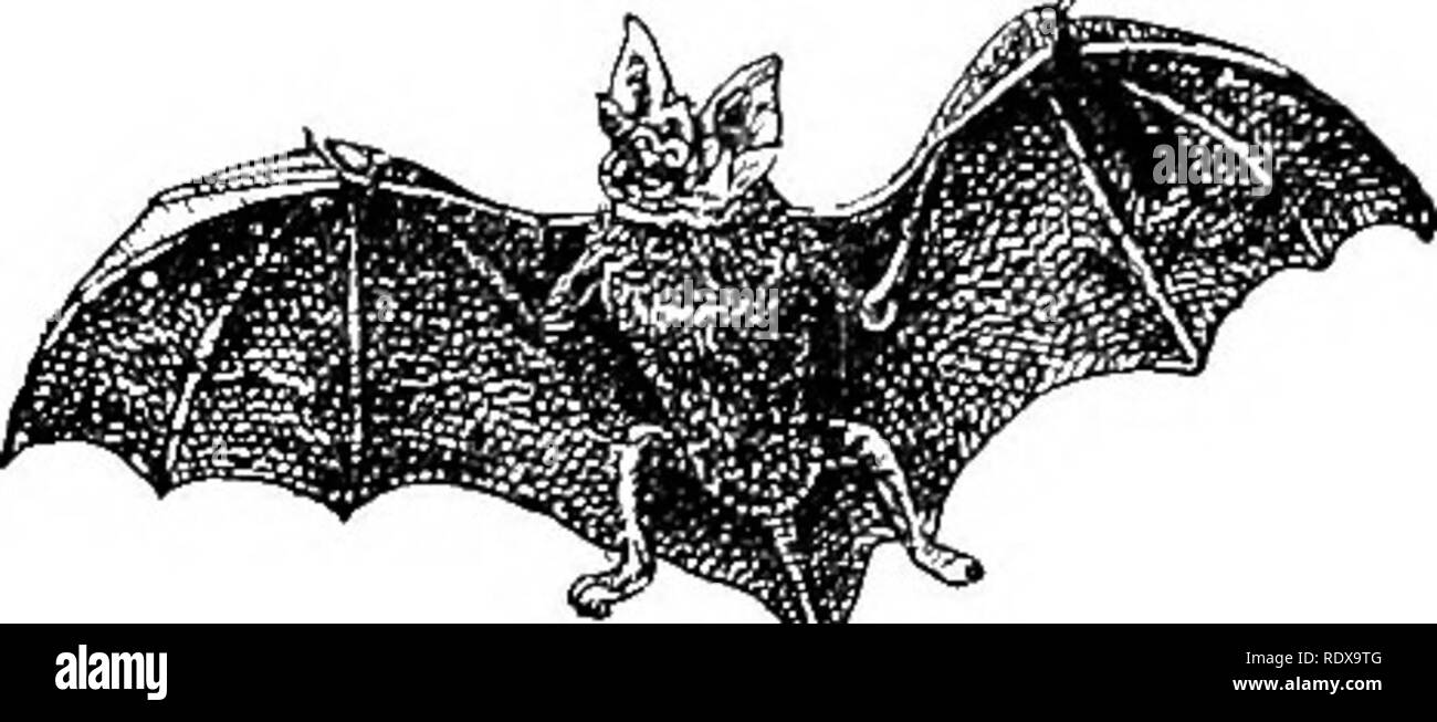 . Storia naturale. Zoologia. 35 MAMMALIA-ORDINE II.-Chirotteri. caratteristiche da cui il sub-ordine si distingue dal frutto-pipistrelli sono state già notato sotto il titolo di quest'ultimo. Come una famiglia, la Bhinolophidte sono caratterizzati dalla presenza di un pozzo- a ferro di cavallo e sviluppato naso-leaf che circonda le narici, che sono foglie-becchi pipistrelli, collocato in una cava sul muso, così come la grande formato - Famiglia di orecchie, in cui una interna trago è deludente e che RhinolophidcB. sono generalmente piuttosto separati uno dall'altro alla base. Il maggiore dei ferri di cavallo bat (jRhiiw Foto Stock