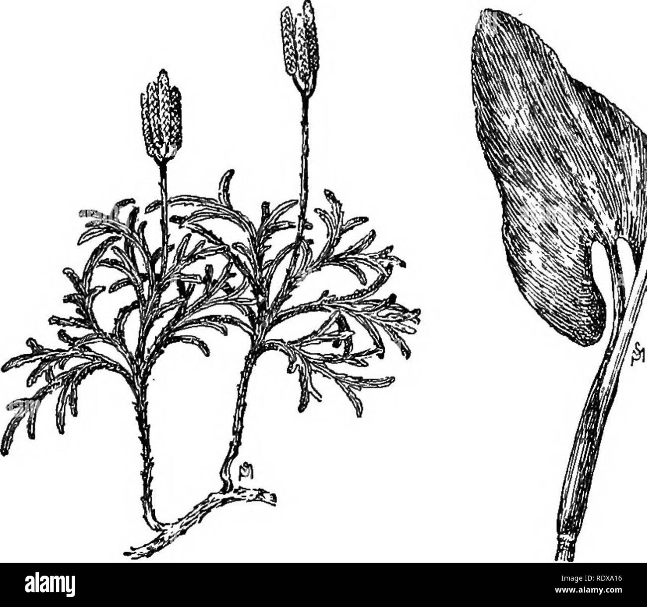. La vita familiare in campo e del bosco; gli animali, uccelli, rane e salamandre. Zoologia. Un FLBBT-POOTED prossimo nei boschi. 233 unghioni egli si alimenta con la gaultheria {Gaultheria procumhens), il lycopodiums, e molte altre cose verdi, come i muschi e licheni. Inizio nella primavera egli lavora gradualmente la sua strada verso le rive dei laghi e reperti pickerel erbaccia, Lily Pad, e spruzzo-dock; come la stagione avanza egli si avvicina alla periferia di civiltà e di colture il nuovo prato graminacee da vicino le aziende agricole; egli anche ventures per quanto riguarda le barre di pascolo non di rado alimentando in azienda Foto Stock