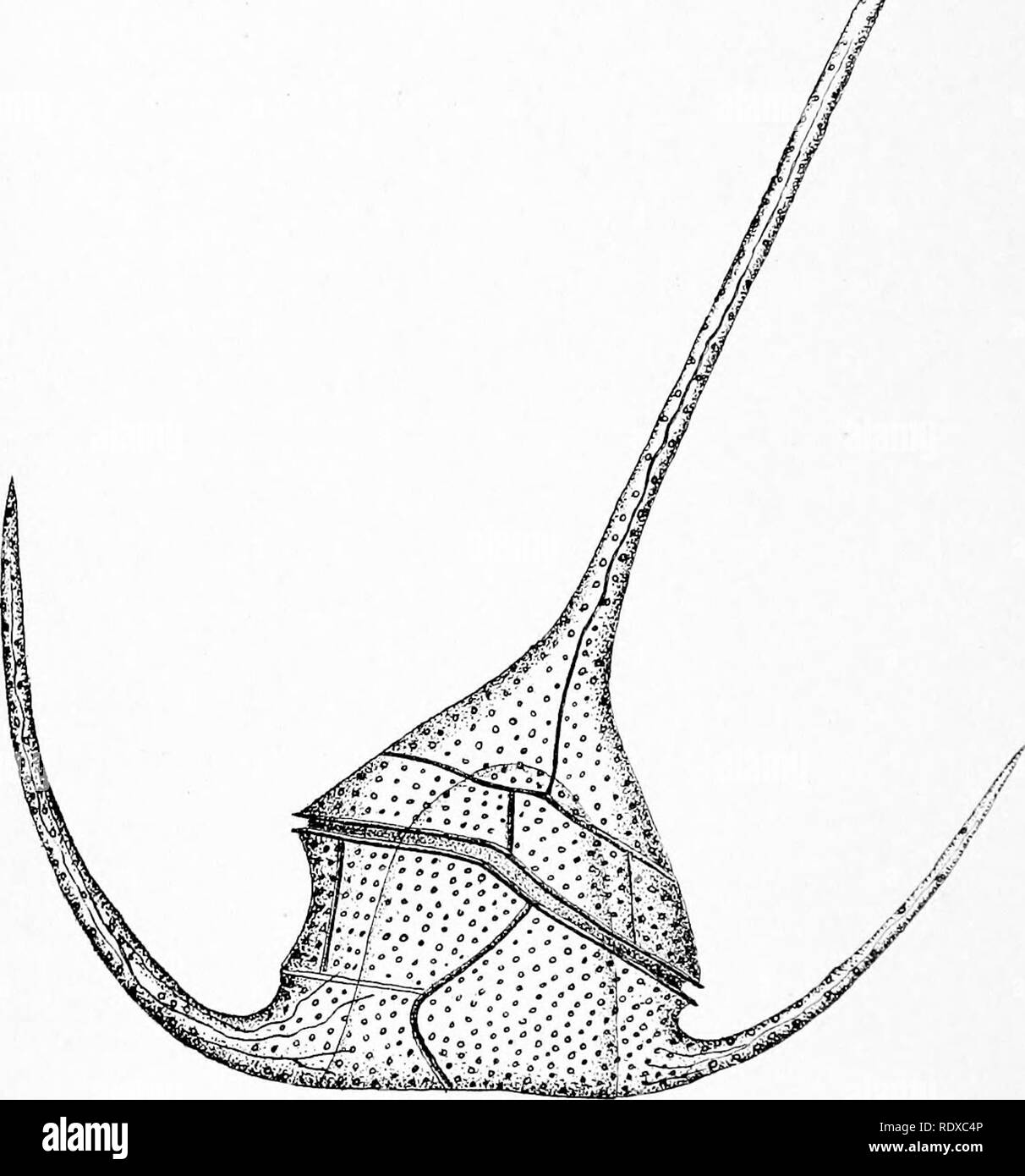 . Protozoo?logia. Protozoi; protozoi patogeni. 24 Organizzazione generale dei protozoi il protozoo ha il potere di fabbricazione mediante processi chimici, oltre e al di sopra di quelle che sono dedicate alla nutrizione, vari prodotti che sono secrete appena all'interno o al di fuori del protoplasma periferico, dove possono formare una corazza di protezione in forma di gusci, o prove. I materiali così ricavata entro il corpo della cella può essere chitina (come nel caso di Arcella vulgaris o in qualsiasi altro rhizopod sgusciate dove il materiale del guscio è sempre stabiliti su una base di chitina); cellulosa (come in Fig. 6. Ceratium tri| Foto Stock