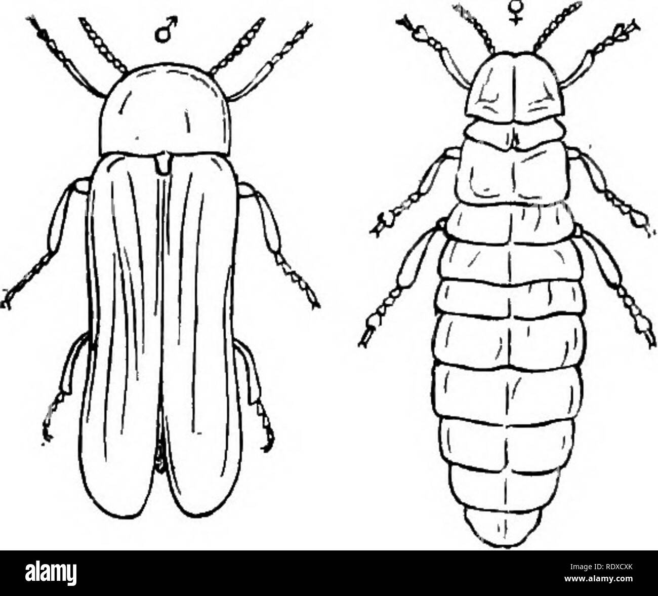 . Il libro del giardinaggio; un manuale di orticoltura. Il giardinaggio; orticoltura. Fig. 695.-Glow-Worm Beetle. 1084 il libro di giardinaggio. che trasuda, e può essere trovato in piccole colonie dis- attribuita al di sopra della corteccia, nelle fessure di cui si nutrono. Il pregiudizio fatto di alberi giovani è molto grande, ma l'insetto è solitamente più abbondanti sul vecchio e trascurato quelli su cui può essere trovato morbido, crescite spugnoso causato dall'irritazione istituito dagli insetti e non di rado crepe profonde. Lanosi Aphides sono prontamente trasmesso da albero ad albero dall'agenzia di vento da solo. Freddo intenso non ap Foto Stock