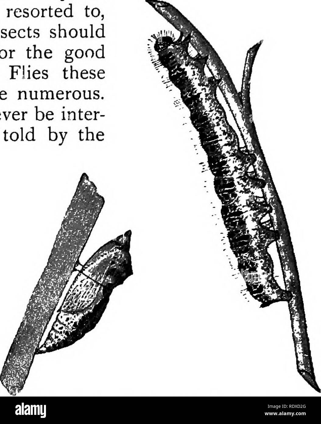 . Il libro del giardinaggio; un manuale di orticoltura. Il giardinaggio; orticoltura. 1056 il libro di giardinaggio. in tarda primavera e di nuovo nel mese di luglio. La calce e la fuliggine nella pro- porzione di tre parti dell'ex a uno di questi ultimi, dovrebbe essere distribuito su patch in giugno. La raccolta a mano dovrebbe essere anche fatto ricorso a, mentre tutti pupa? E perfetta insetti devono essere distrutti. Se non fosse stato per il bene â¢uffici di diverse Ichneumon vola questi parassiti sarebbero ancora più numerosi. Ichneumoned larvse non dovrebbe mai essere inter- fered con ; sono facilmente raccontata dai gruppi di colore bianco giallastro bozzoli s Foto Stock