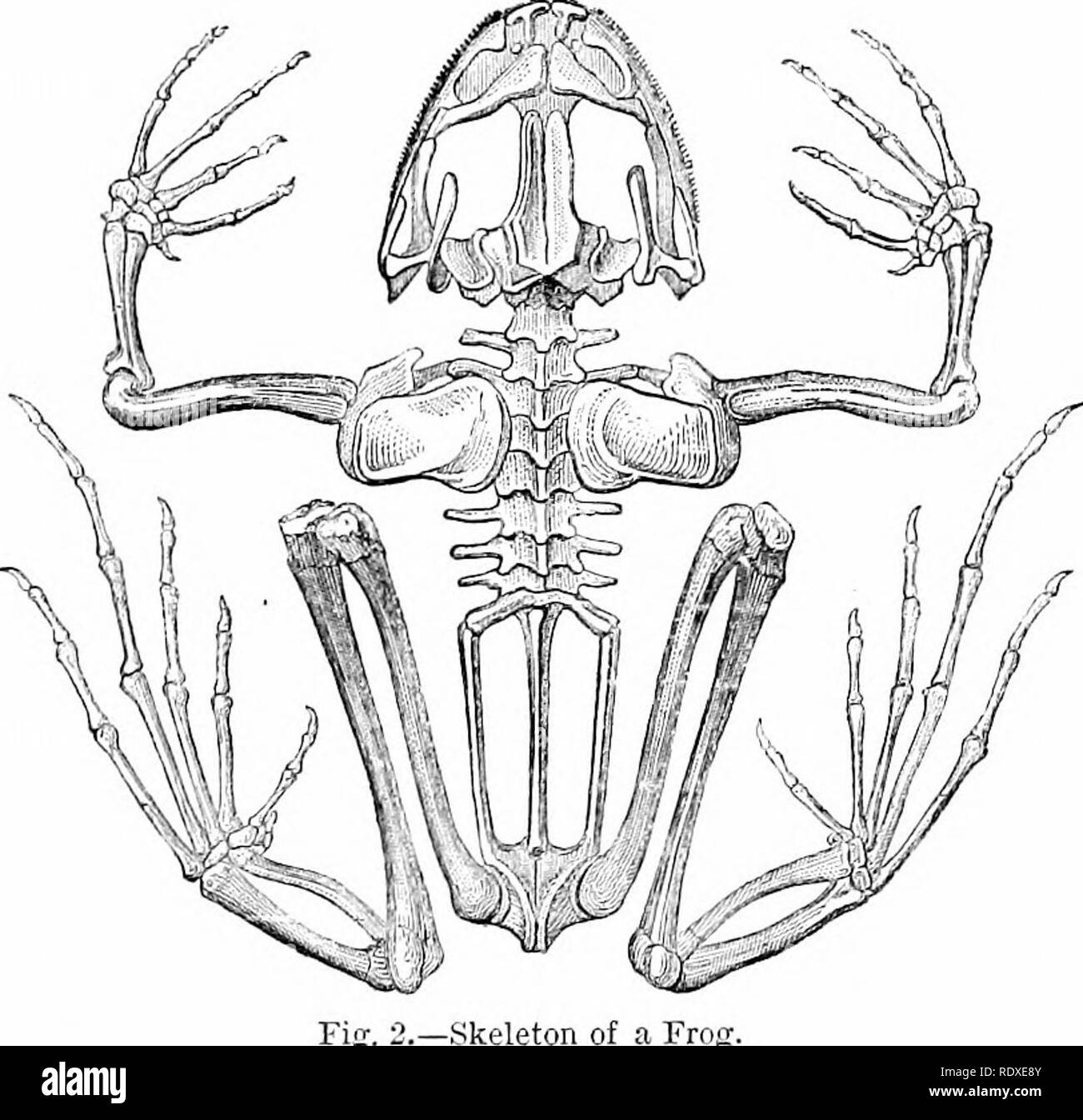 . Rettili e uccelli : un popolare conto dei loro diversi ordini : con una descrizione delle abitudini ed economia dei più interessanti . Uccelli e rettili. Intelligenza di BATEAOHIANS. 13 imperfetta, la struttura del cuore solo presentando un ventricolo ; il sangue di ritorno dopo una rigenerazione parziale nei polmoni, si confonde con quello che non è ancora revivified: questo fluido miscelato è lanciato nel sistema economico dell'animale. Così rettili e ba- trachians sono detto di essere a sangue freddo gli animali più es- particolarmente il per- mer, in cui gli organi respiratori, che sono un con- stant così Foto Stock