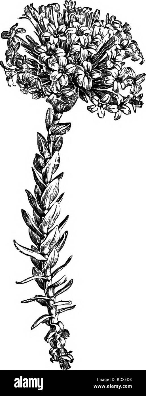 . Il libro del giardinaggio; un manuale di orticoltura. Il giardinaggio; orticoltura. Il cactus e altre piante succulente. 805 sollevato da talee. Ordina: C. Bolusii, C. ciliata, C. coccinea V/g- 543), C. cordata, C. falcata, C. marginalis, C. jasminea, C. rosularis, e C. versicolor. C. coccinea è un bellissimo impianto, che è ampiamente coltivata. Le piante giovani vengono coltivate migliori singolarmente in 4m. o 6a. pentole, e trarre beneficio da stallatico durante l'estate. L E EUFORBIE.-molti di questi molto somigliano molto di cactus, ma a prescindere dal loro aspetto peculiare non vale la pena di crescere, tranne E. splen- tane e E. pulcherrima (puntare Foto Stock