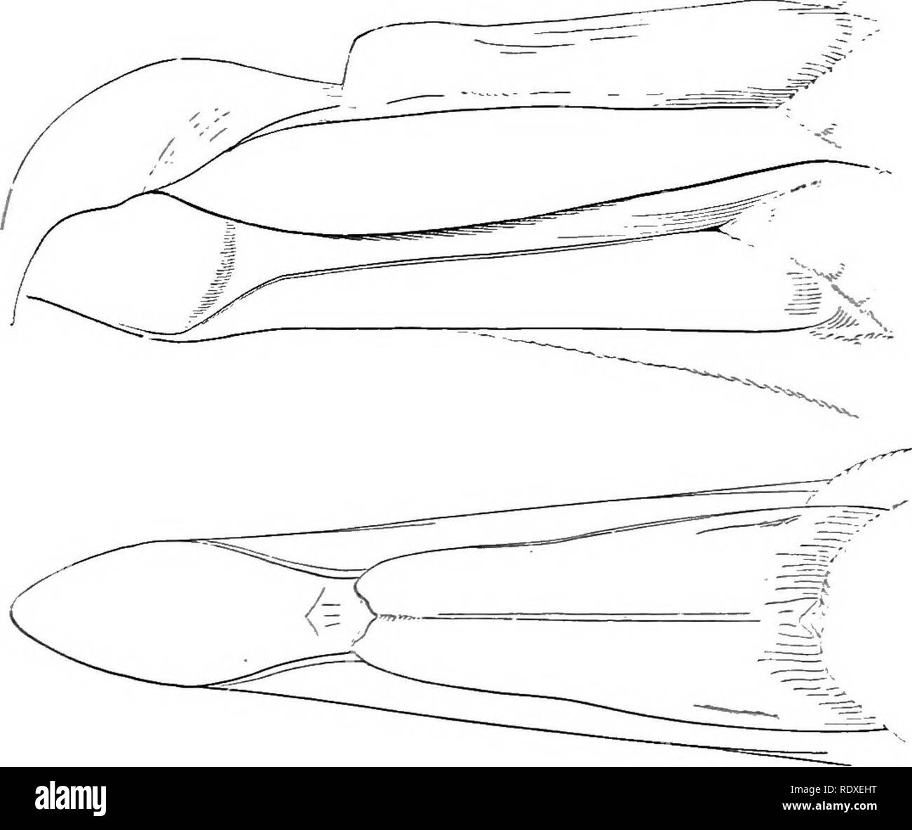 . Un manuale di uccelli del Nord America. Gli uccelli. Man. N. Am. Piastra B. XV.. i. O s sifraga giganlea. =7" 2. Pelagodroma marina.. Si prega di notare che queste immagini vengono estratte dalla pagina sottoposta a scansione di immagini che possono essere state migliorate digitalmente per la leggibilità - Colorazione e aspetto di queste illustrazioni potrebbero non perfettamente assomigliano al lavoro originale. Ridgway, Robert, 1850-1929. Philadelphia, J. B. Lippincott Foto Stock