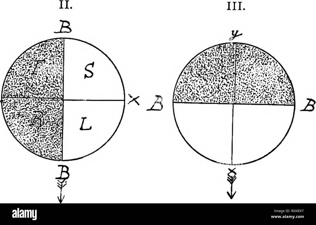 . L' origine di una terra flora, una teoria basata su fatti di alternanza. Morfologia delle piante. Fig. 356. Diagrammi per mostrare la relazione di la parete basale, B, B, e hypobasal (tratteggiata) e epibasal (clear) emisferi al collo archegonial, che è indicata da una freccia ; x,y indica la polarità, essendo x l'apice; .S"=stelo; X. = foglie;  /?=root; /"=piede. I. mostra l'orientamento visto in Marattiaceous felci. II. che per Leptosporangiate Ferns. III. che per l'equiseto e Ophioglossaceae. ha avuto luogo e non da una qualsiasi rotazione dell'embrione, ma dal cambiamento nel modo in cui lo zigote ha Foto Stock