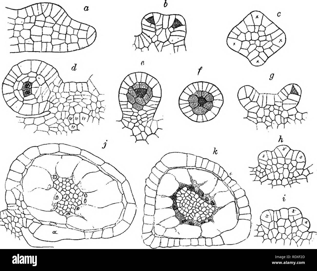 . L' origine di una terra flora, una teoria basata su fatti di alternanza. Morfologia delle piante. GLEICHENIACEAE 557 è alcune varietà di dettaglio, secondo la dimensione del futuro sporangium; nel più grande tipo di Gl. circinata o Gl. ftabellata ogni processo sotto- va di segmentazione, risultante in una forma conica sporangial cella (x); in questa successiva obliquo divisioni seguire, la prima delle quali con- tributo a formare il relativamente massiccia levetta (Figg. 311 b, c). Questi divi- tanze non sembrano essere uniforme, come verrà visto sul confronto dei quattro angoli di Fig. 311 c, e di verticale se Foto Stock