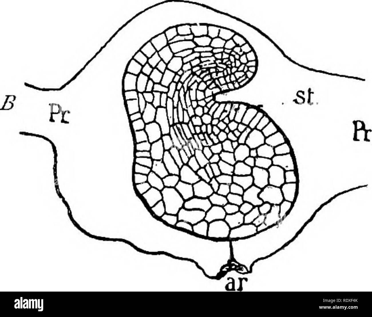 . L' origine di una terra flora, una teoria basata su fatti di alternanza. Morfologia delle piante. MARATTIACEAE 527 la corteccia che circonda la regione centrale in fossili di gambi è stata attraversata da grandi numeri di basso-radici crescenti, avente caratteristica struttura Marattiaceous : la corteccia con il suo contenuto radici era spesso distesa per grande ingombro, mentre al di fuori di esso una massa di densamente tessuta radici è talvolta visto. Sembra probabile che questi campioni rappresentano la regione basale di arborescenti steli, che pur essendo maggiore di statura rispetto alle forme viventi, erano Marattiaceous nel loro characte Foto Stock