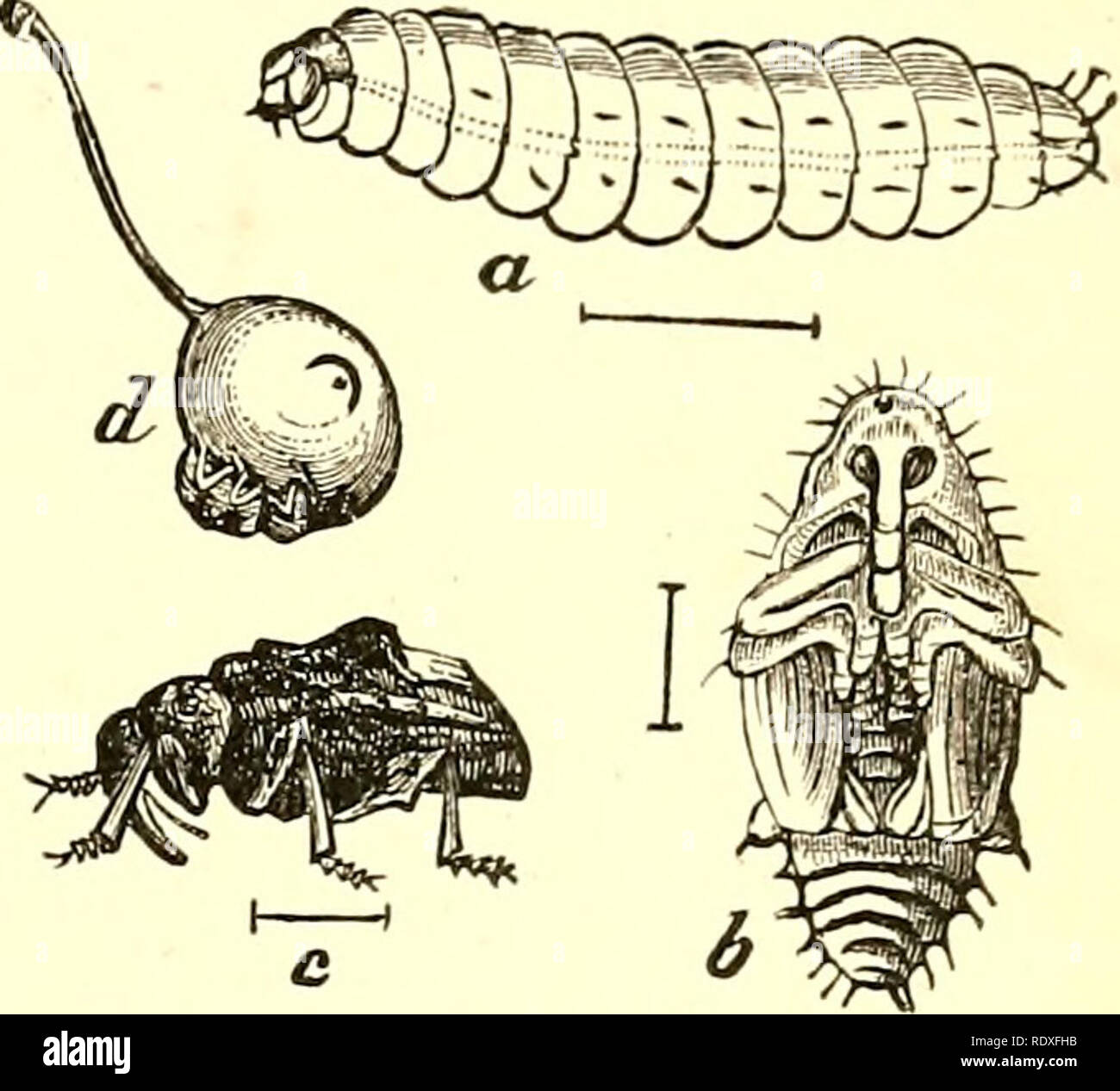 . Entomologia economica per l'agricoltore e frutta-coltivatore [microformati] : e per uso come un libro di testo nelle scuole agrarie e dei collegi. Insetti Utili. Il mondo degli insetti. 233 Fig. 240.. Prugna-curculio, Conotrachelus nenu- phar.-a, larva ; b, pupa ; c, adulti; d, scarabeo a lavorare su un giovane prugna, mostra- ing una mezzaluna mark. foglie di prugna, pesca, albicocca, ciliegia, mela e pera. Quando il frutto ha impostato e diventare delle dimensioni di un marmo, l'insetto rende una mezzaluna-feritoia sagomata, elevando una piccola aletta dalla sur- arrotondamento di tessuto, e in questo si stabilisce un &AMP;%'g. Quest'ultimo portelli in pochi giorni un Foto Stock