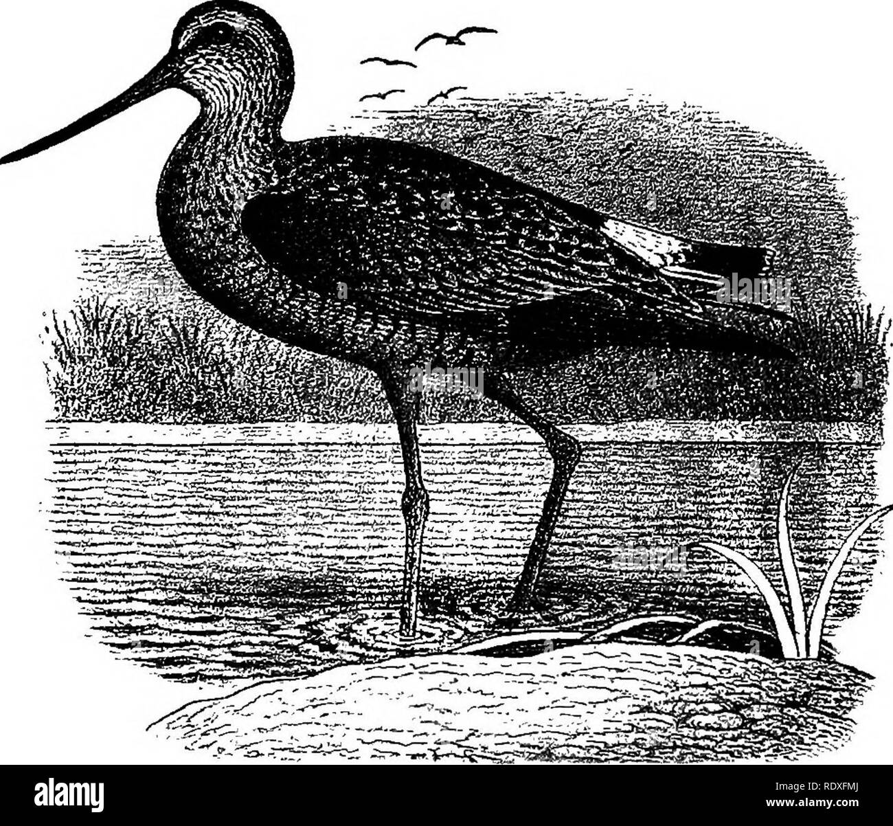 . Nomi e ritratti di uccelli che interesse artiglieri, con descrizioni in lingue compresa dalle persone;. Gioco e Gioco-uccelli; uccelli. No. 61. Limosa hsemastica. Estate piumaggio. Indietro e ali grigiastro e bruno nerastro con piuttosto pallido angolare focato; tail-piume (nero o nero brunastro) con estremità in maniera restrittiva la punta di bianco ; inferiore della schiena quasi pianura marrone scuro separato dal. No. 61. Estate piumaggio. nero della coda da una ampia chiazza bianca ("spot-scamone"); la testa e il collo streakily contrassegnati con colore grigio pallido e nerastra; l'ala maggiore-piume (primari) marrone intenso w Foto Stock