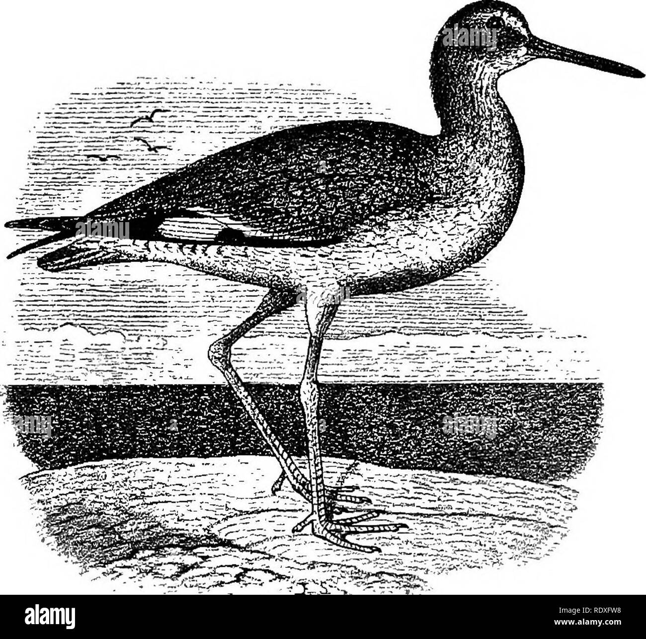 . Nomi e ritratti di uccelli che interesse artiglieri, con descrizioni in lingue compresa dalle persone;. Gioco e Gioco-uccelli; uccelli. No. 47. Symphemia semipalmata. Adulti in estate. Ali ampiamente contrassegnato con bianco e bruno nerastro, il bianco essendo sulle porzioni interne del tubetto- piume e presentante (mentre le ali sono spread) molto con- banda spicuous attraverso di esse; estrema parte inferiore della schiena a base. di coda; bianco pallido di coda,grigio, più o meno toccati con dusky bar-come marcature. Piumaggio in generale la luce calda, grigio mot- tled e ombreggiata con marrone e beige pallido tinte; la marcatura s Foto Stock