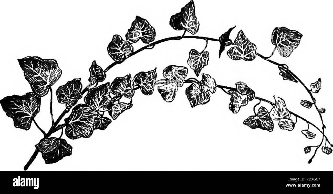 . Il libro del giardinaggio; un manuale di orticoltura. Il giardinaggio; orticoltura. Fig. 303.-Hedera helix dentata. bronzea in inverno. Il più distinto ed efficace di Ivies con medie delle foglie è la varietà denominata nigra {atropurpurea), e dovrebbe essere incluso in ogni giardino sul conto della sua brillante colorazione in inverno, che i.s. viola- marrone, ombreggiata con nero. Emer- ald Green è di chiudere, com- patto, abitudine e molto attraenti ; triloba, gra- cilis e canariensis sono di buona crescita e aggiungere gradevoli varietà. Tra argento-lasciava in genere, Crippsii merita di essere ampiamente piantate; Foto Stock
