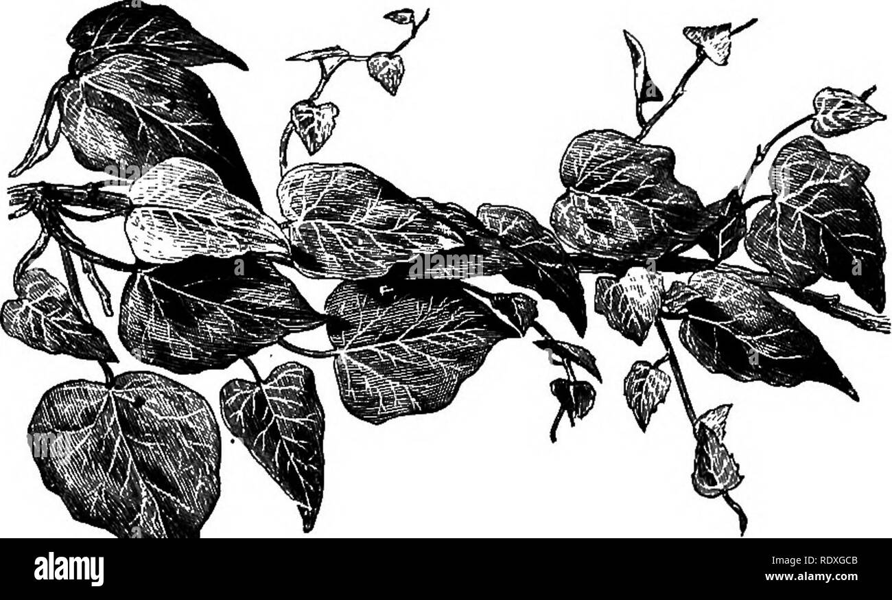 . Il libro del giardinaggio; un manuale di orticoltura. Il giardinaggio; orticoltura. Sugli alberi e arbusti. 475. Fig. 303.-Hedera helix dentata. bronzea in inverno. Il più distinto ed efficace di Ivies con medie delle foglie è la varietà denominata nigra {atropurpurea), e dovrebbe essere incluso in ogni giardino sul conto della sua brillante colorazione in inverno, che i.s. viola- marrone, ombreggiata con nero. Emer- ald Green è di chiudere, com- patto, abitudine e molto attraenti ; triloba, gra- cilis e canariensis sono di buona crescita e aggiungere gradevoli varietà. Tra argento-lasciava in genere, Crippsii merita di Foto Stock