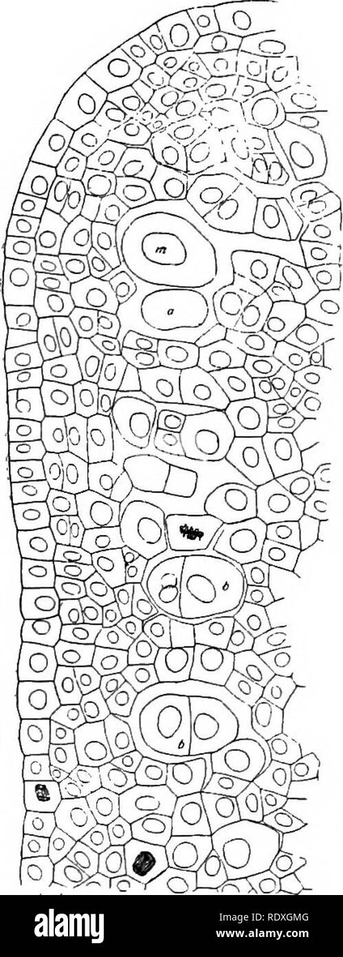 . L' origine di una terra flora, una teoria basata su fatti di alternanza. Morfologia delle piante. 96 la sterilizzazione di dimostrazione in un fossile. La conclusione generale possono essere tratte da casi come quelli citati, che la sterilizzazione ha svolto un ruolo considerevole nella sporangia di le Pteridofite. In Seed-Plants vi sono anche frequenti prove di sterilizzazione di cellule di un potenziale archesporium, entrambi in megasporangia e in microsporangia. In quest'ultimo, gli esempi sono stati visti in cui una parte considerevole delle celle del gruppo sporigeni sono obliterati in molto il modo stesso come in Psil Foto Stock