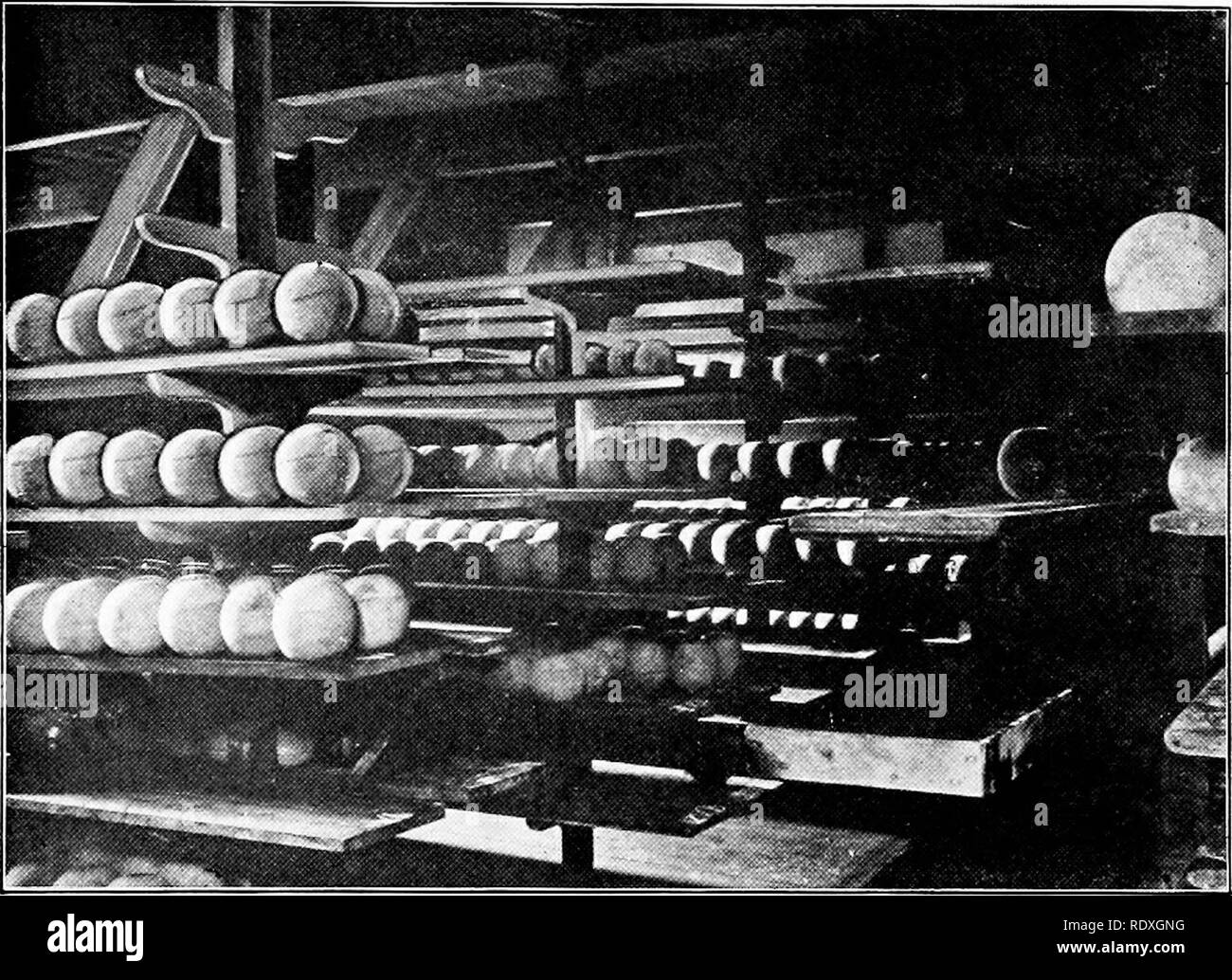 . Formaggio; cheddar, swiss, mattoni, limburger, Edam, cottage, ecc. Formaggio. 17S di formaggio. dà la notte di latte una possibilità di maturare. L'autore osserva Edams acide nelle fabbriche e nelle latterie e sui mercati, il che mostra che l'acido lattico talvolta si ha l'inizio dei creatori. Lo scopo del siero di latte è il motorino di avviamento per controllare le fermentazioni gassose.. Fig. 89.-l'indurimento-room di un formaggio Edam fabbrica a Hoogskarpsel in North Holland. 342. Il trattamento di formaggio per il mercato. Il formaggio è commercializzato quando esso è di circa un mese di età. Lo stampo può essere di alcuni sui ripiani, ed è quindi lavato e t Foto Stock