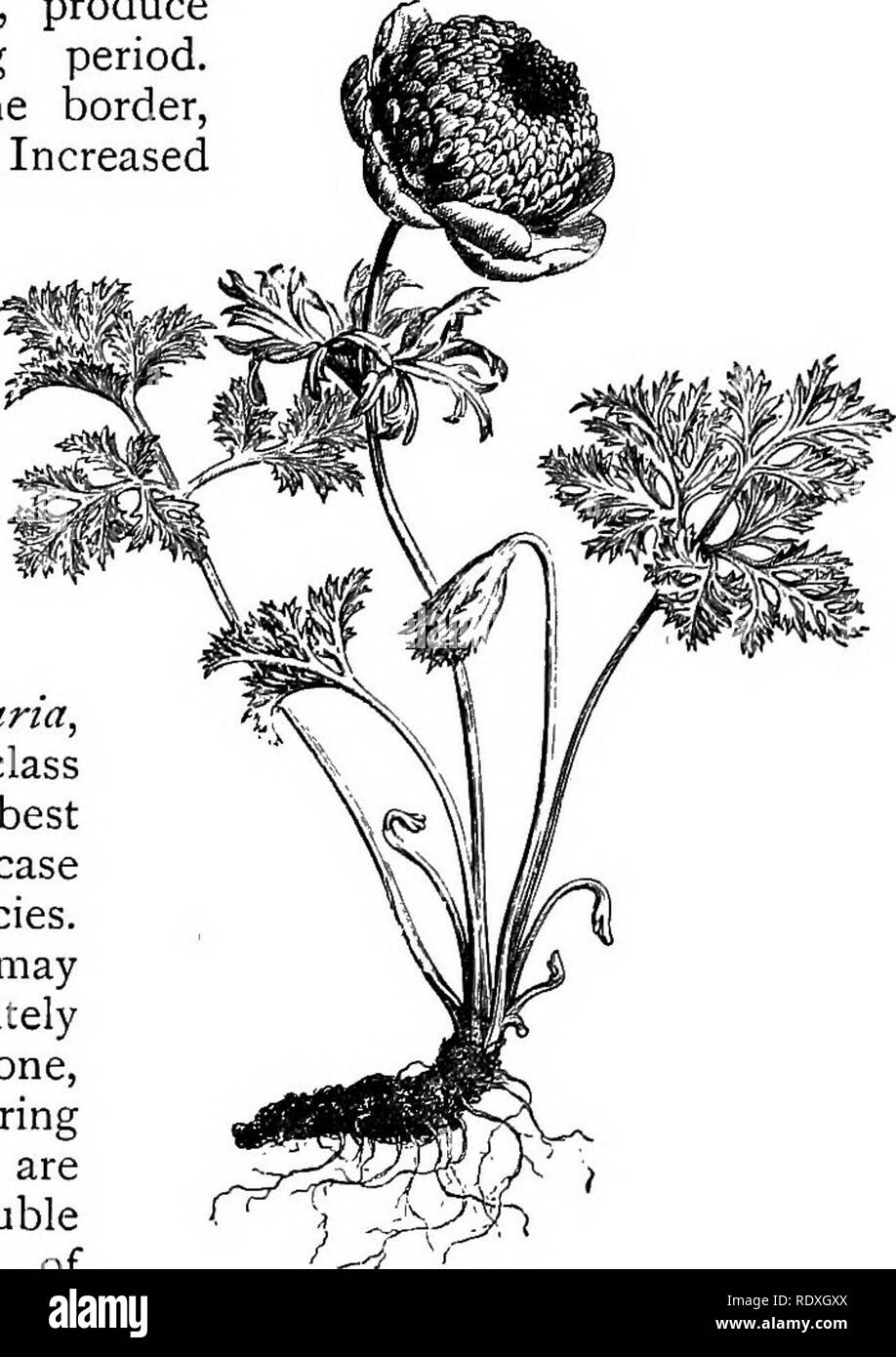 . Il libro del giardinaggio; un manuale di orticoltura. Il giardinaggio; orticoltura. Su Hardy bulbi e tuberi. 3*3 l'ombra degli alberi. In A. apennina il giardiniere ha un più utile oggetto e un alloggiamento la cui natura non sia sufficientemente noto; è perfettamente a casa, troppo, selvatici in giardino o nel rivestimento mantenuto e bordo ombreggiato, il suo brillante fiori blu che illumina il più noioso dei dintorni. Questa è solo una delle numerose specie che non dovrebbe essere omesso. Prontamente aumentato di divisione in autunno. Prima di A. apennina, ma l'avvicina a. La colorazione, è A. dlanda. Offrendo un c Foto Stock