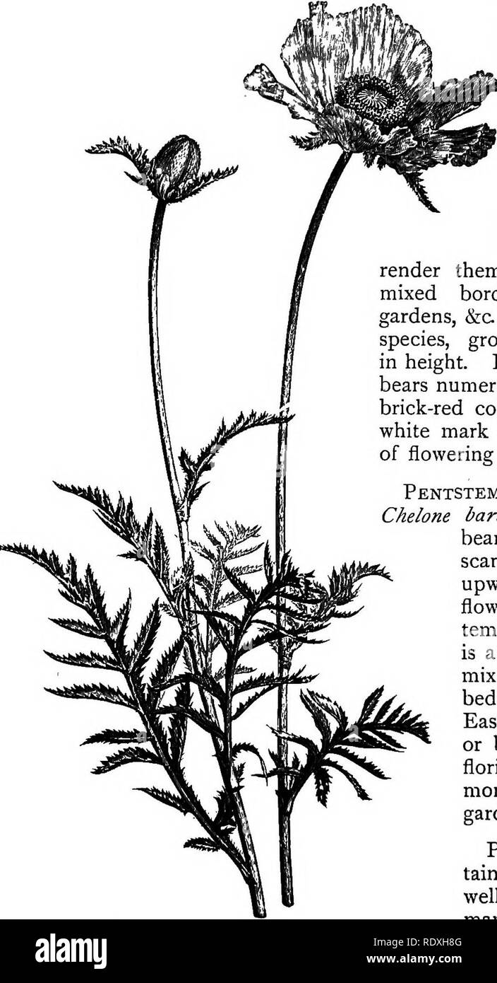 . Il libro del giardinaggio; un manuale di orticoltura. Il giardinaggio; orticoltura. 278 IL LIBRO DI GIARDINAGGIO. chiazza alla base di ciascun petalo. La sua varietà (P. bradeatum, Fig. 160), talvolta descritta come una specie distinta, è anche un affascinante pianta, che differiscano dal tipo in avente una profonda sangue- crimson fiori, ma con la caratteristica chiazza di colore nero alla base di ciascuno dei petali. Numerosi moduli denominati del papavero orientale sono ora cresciute; il loro aspetto audace e grandi vistose fioriture in tutte le sfumature di color cremisi e scarlatto, li rendono magnifiche piante per bordi misti, shrubberies, giardini selvatici, Foto Stock