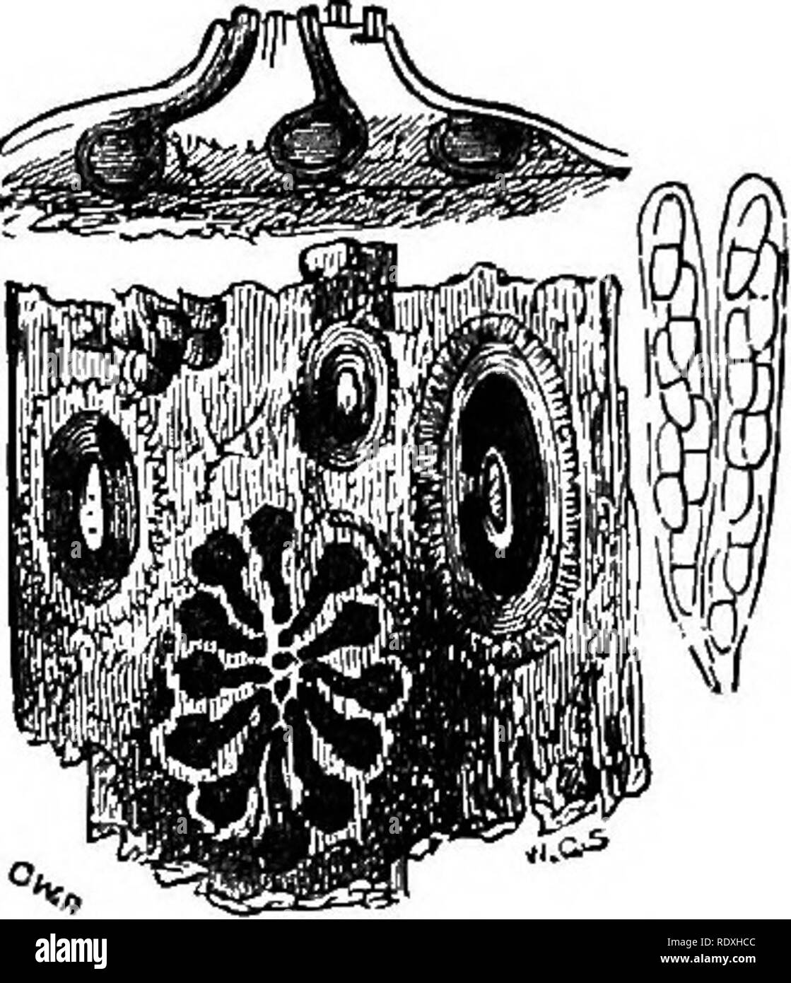 . Introduzione allo studio dei funghi; loro organography, la classificazione e la distribuzione, per l'uso di collettori. Funghi. DICHOCARPISM 67 la superficie del tubercolo, i destinatari da cui sfuggire per qualche tempo onde o di puro spermatia o di spermatia miscelato con stylospores. Entrambi sono di forma ovoidale, ma il spermatia sono incolore e molto più piccolo del stylospores, che sono di colore nero come le spore di un Melanconium. Queste due citazioni sono date a mostrare quello che abbiamo chiamato Dicho- carpism così come è stato presentato alla vista di chi ha realizzato molto a dimostrazione del fatto che Foto Stock