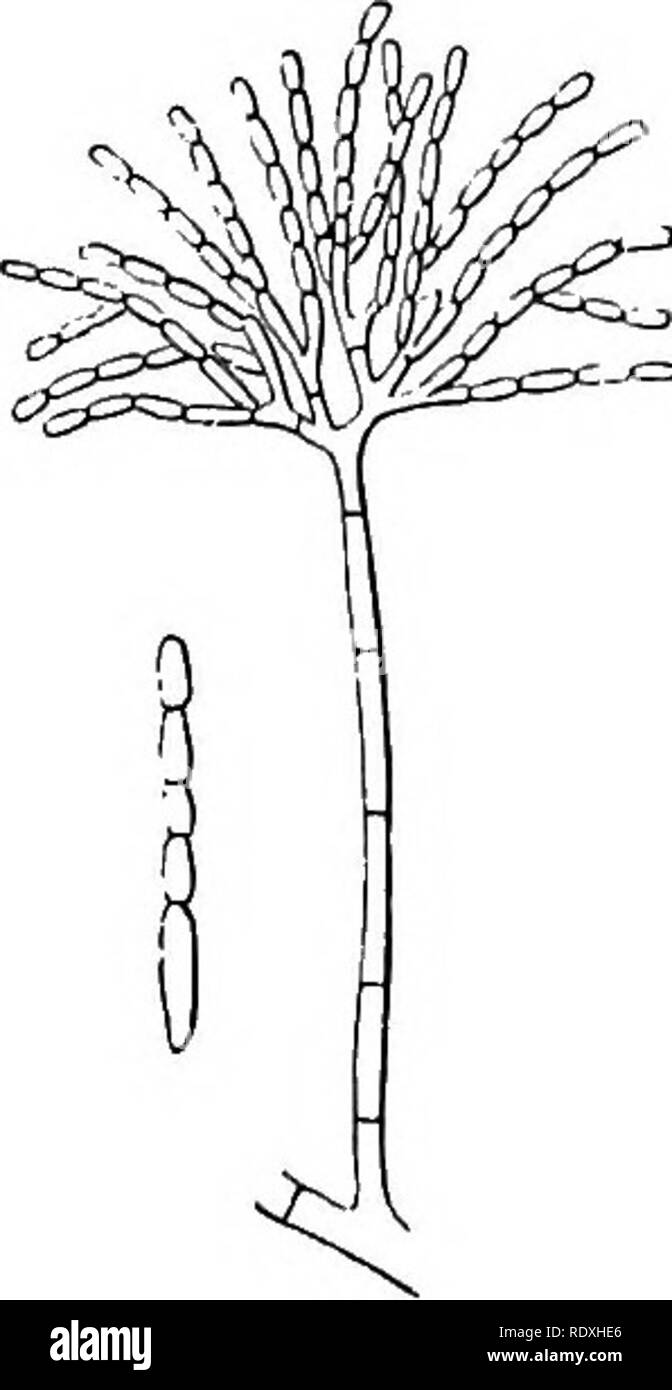 . Introduzione allo studio dei funghi; loro organography, la classificazione e la distribuzione, per l'uso di collettori. Funghi. La fruttificazione Si. Fig. 31. septate ife, procedendo come un ramo assurgent dal micelio. Nella sua porzione superiore si produce, ad intervalli, rami uno, due o tre allo stesso livello e questi di nuovo produrre branchlets in vortici di tre. Ogni branchlet è sormontato da un ovale conidium, o talvolta anche due o tre insieme. Si tratta dunque di uno stampo con un po' di un abito dendroid, con rami verticellate e. branchlets pro- diminuire il terminale nak Foto Stock