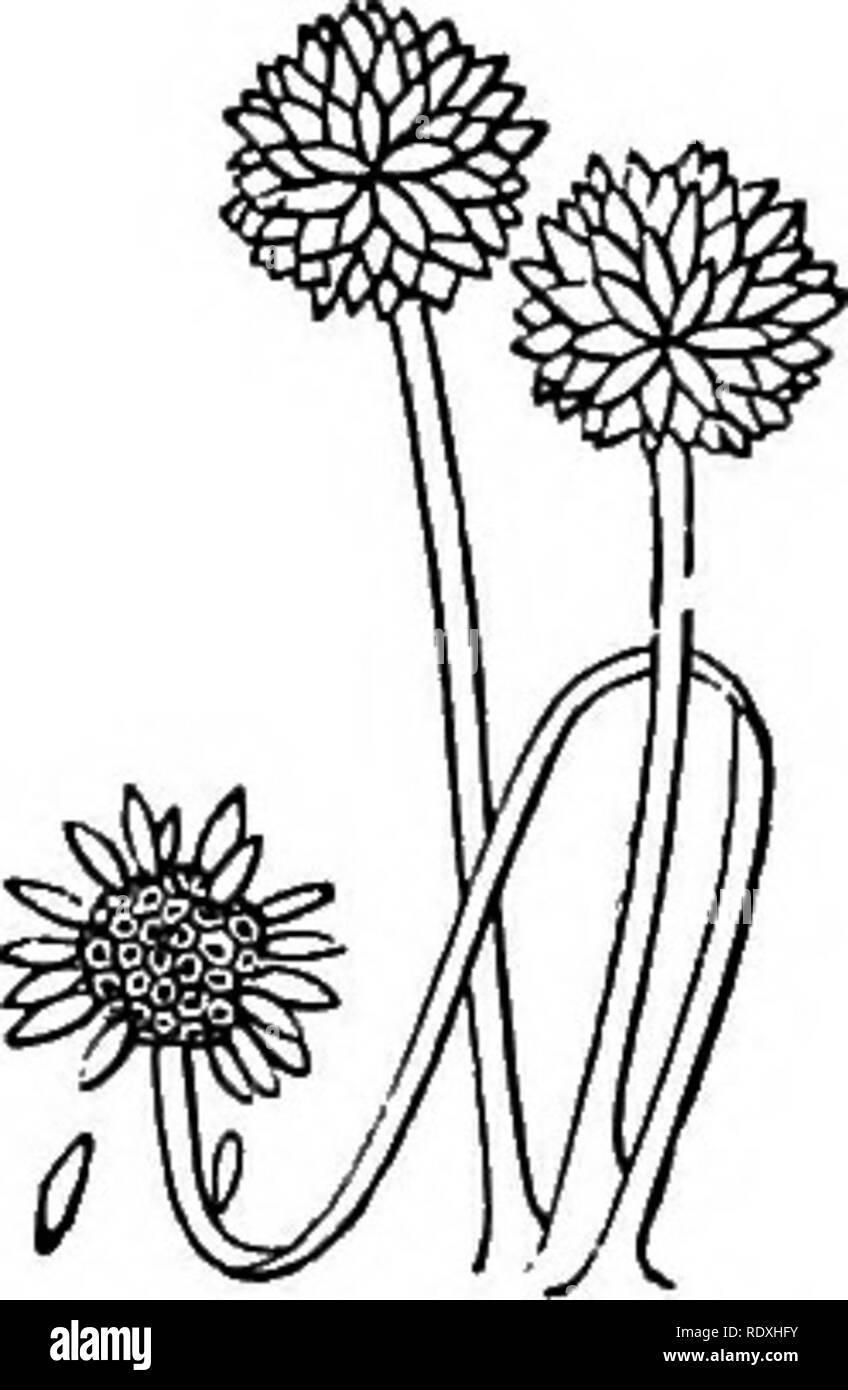 . Introduzione allo studio dei funghi; loro organography, la classificazione e la distribuzione, per l'uso di collettori. Funghi. CHAPTEK III IL CAEPOPHORE1 Il micelio, in tutte le sue forme e varianti, ma è il preludio e preparazione per lo sviluppo di tali parti o organi come può essere necessario per i successivi processi di riproduzione. La produzione del carpophore è di per sé solo una continuazione del processo di vegetazione, ma che la vegetazione non è più sotterranea, subcuticular, o strisciante; invariabilmente è più o meno, in sviluppo, ad angoli retti rispetto al micelio, un Foto Stock
