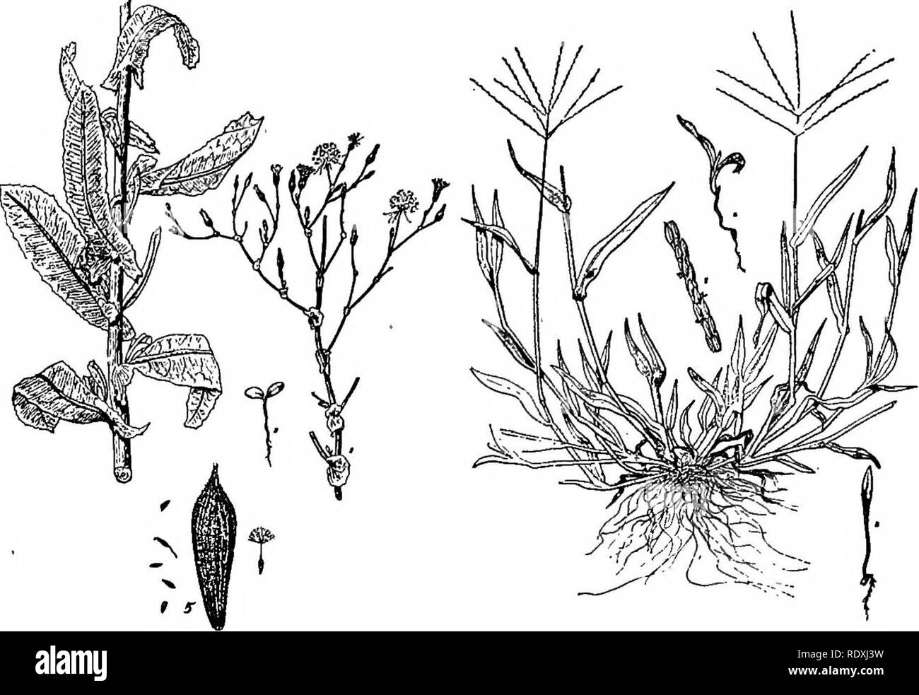 . Orticoltura; un libro di testo per le scuole superiori e Normals. Il giardinaggio; giardinaggio di vegetale; frutti-coltura. 350 Controllo delle erbe infestanti radici e gambi della metropolitana sono uccisi. Luce e aria sono neces- sario per la crescita di successo di qualsiasi clorofilla cuscinetto piante, se essi sono le erbacce o non. Soffocamento di piante a mezzo di carta di catrame, copertine di letame, paglia o anche con la crescita delle colture che su di loro ombra sono metodi hanno fatto ricorso in casi particolari. Per esempio, tali erbacce come persistente come Bermuda Grass sono a volte ucciso dalla crescita Fig. 247. La fio. 248.. Fig. 247.-scarola riccia; 1, sezione Foto Stock