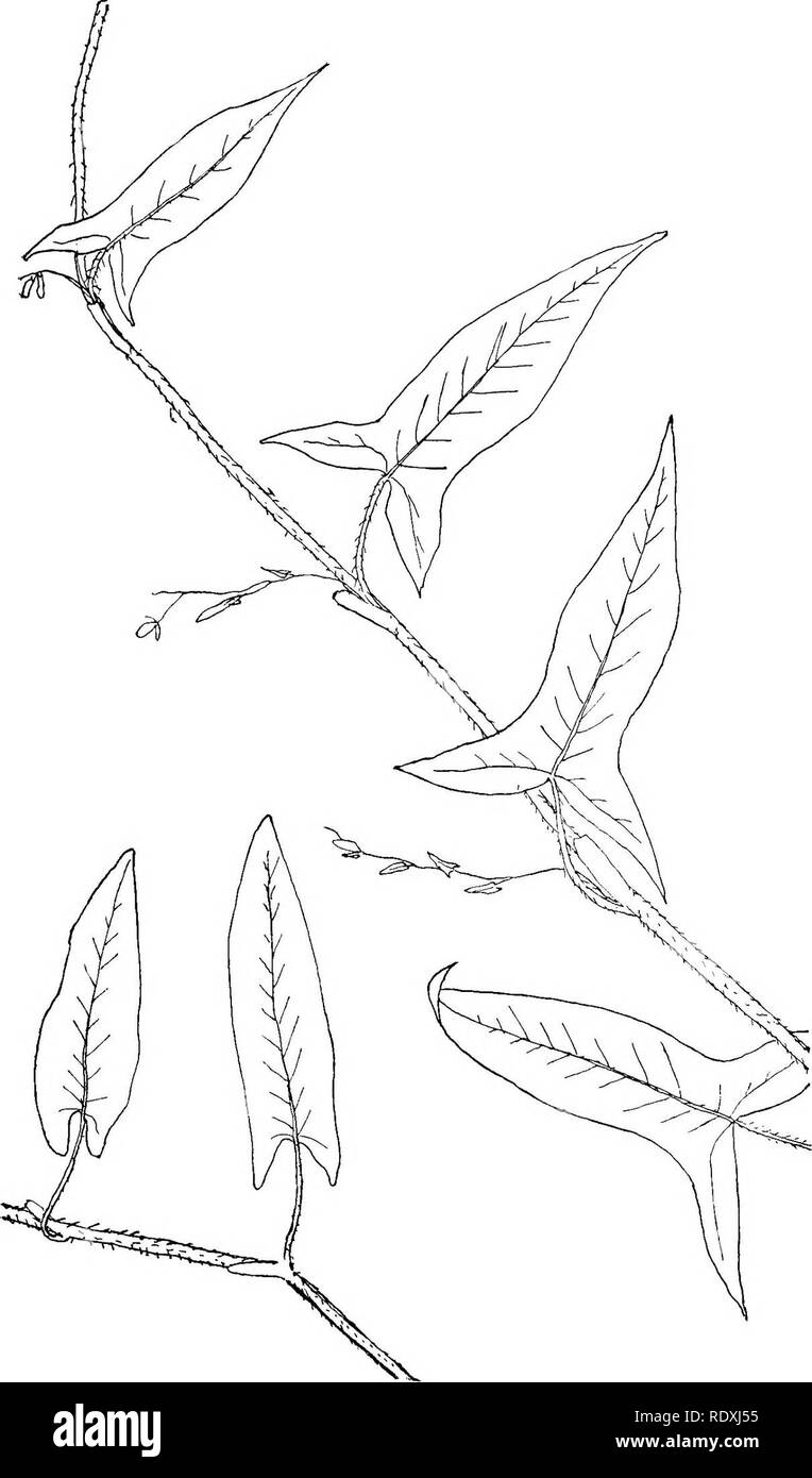 . I vitigni del nord-est America;. Piante rampicanti. 159 Fig. 74.-Halberd-Leaved Tear-Thumb. (P. arifdlium, L.) Fig. 75.-Arrow-Leaved Tear-Thumb. (P. sagittatum, L.). Si prega di notare che queste immagini vengono estratte dalla pagina sottoposta a scansione di immagini che possono essere state migliorate digitalmente per la leggibilità - Colorazione e aspetto di queste illustrazioni potrebbero non perfettamente assomigliano al lavoro originale. Newhall, Charles S. (Charles Stedman), 1842-1935. New York [ecc. ] G. P. Putnam Sons Foto Stock